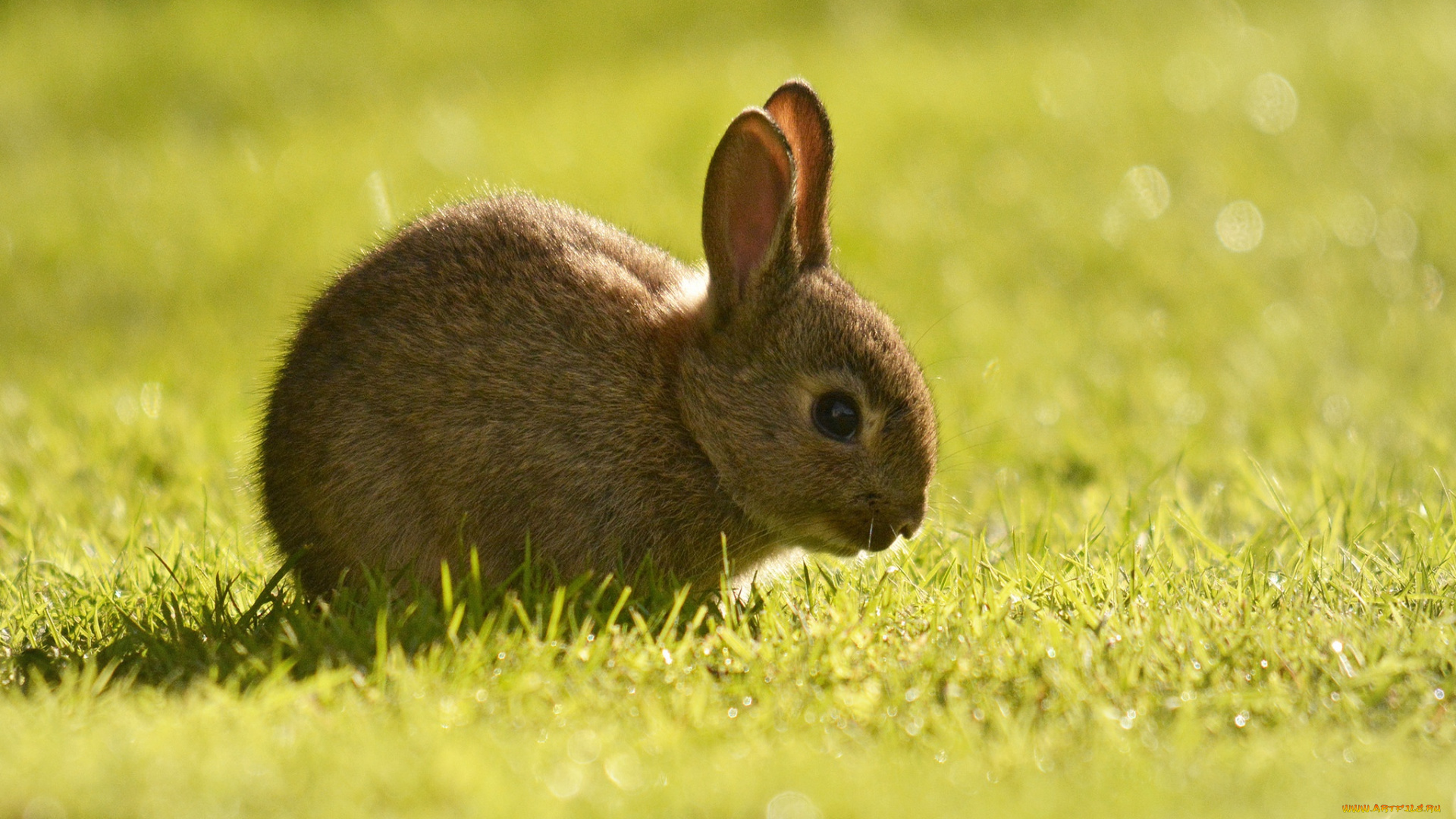 животные, кролики, , зайцы, детёныш, трава, кролик