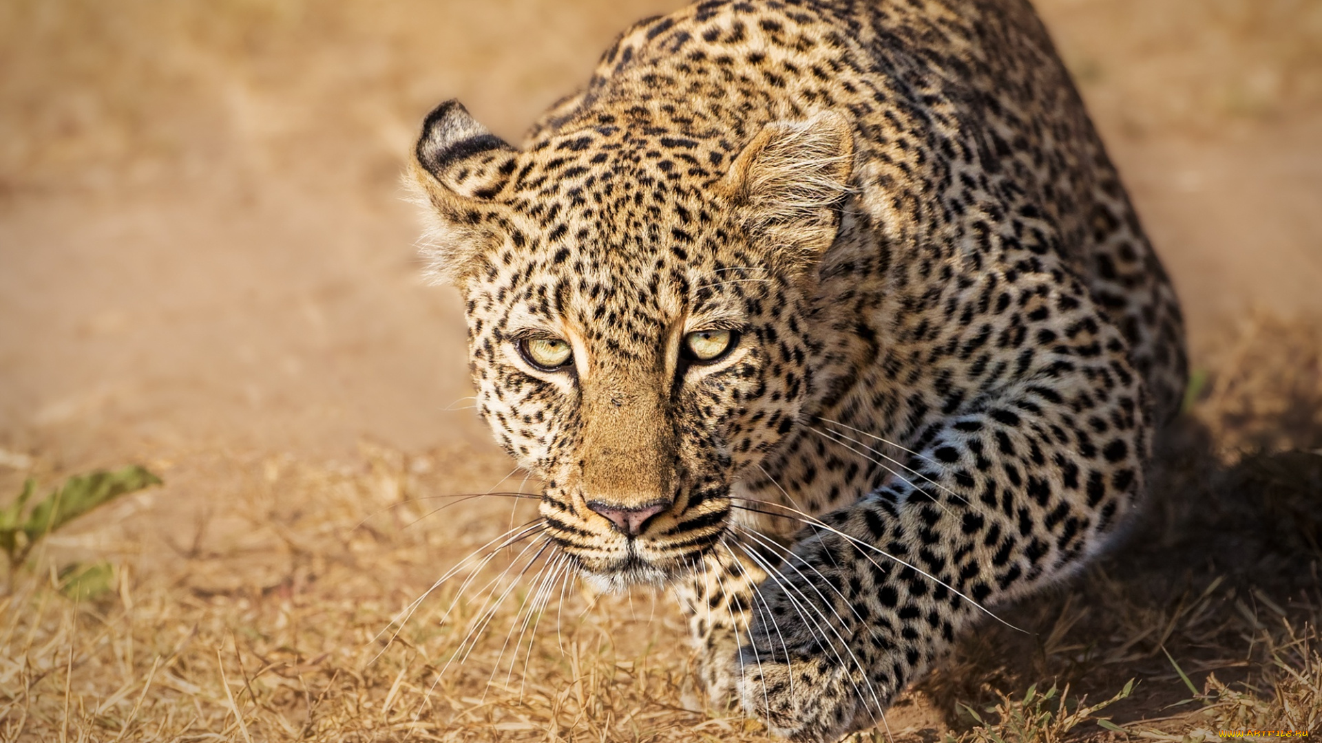 животные, леопарды, масаи-мара, дикая, кошка, kenya, кения, masai, mara, взгляд, леопард