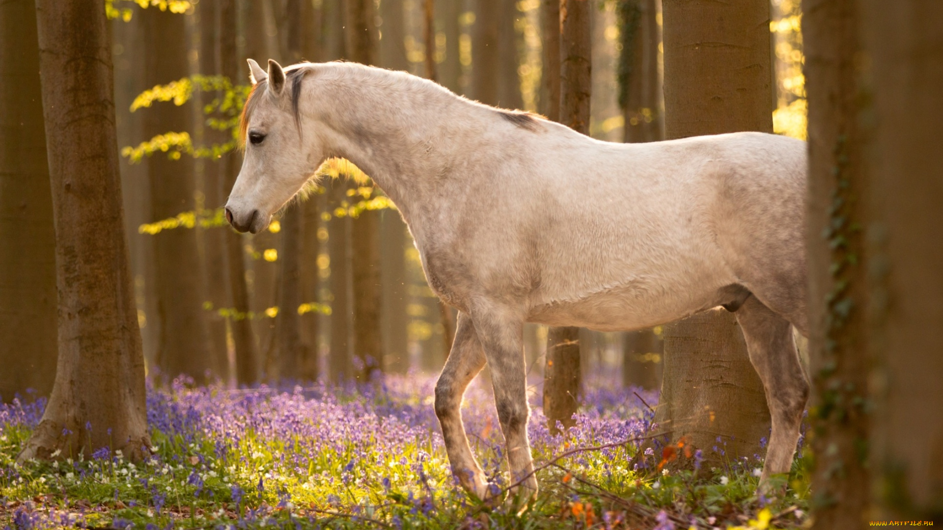 животные, лошади, цветы, лес, конь