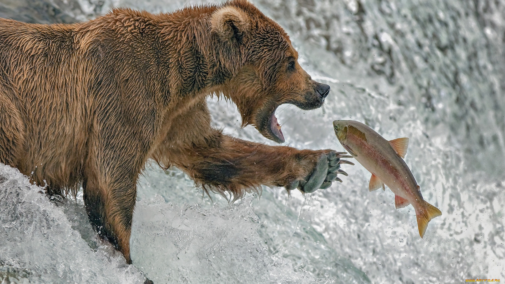 животные, медведи, река, медведь, рыба, форель, рыбалка, аляска
