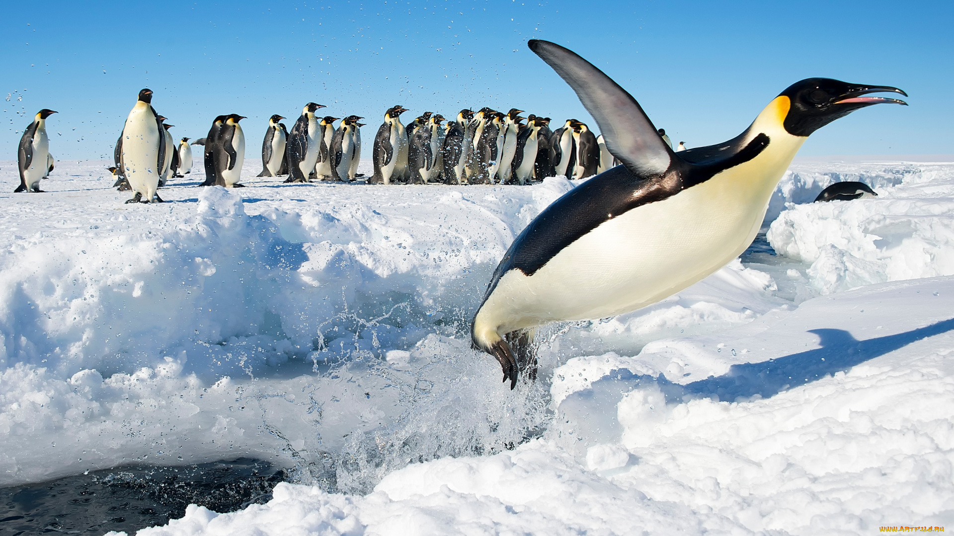 животные, пингвины, антарктида, прыжок, птицы, снег, императорский, пингвин
