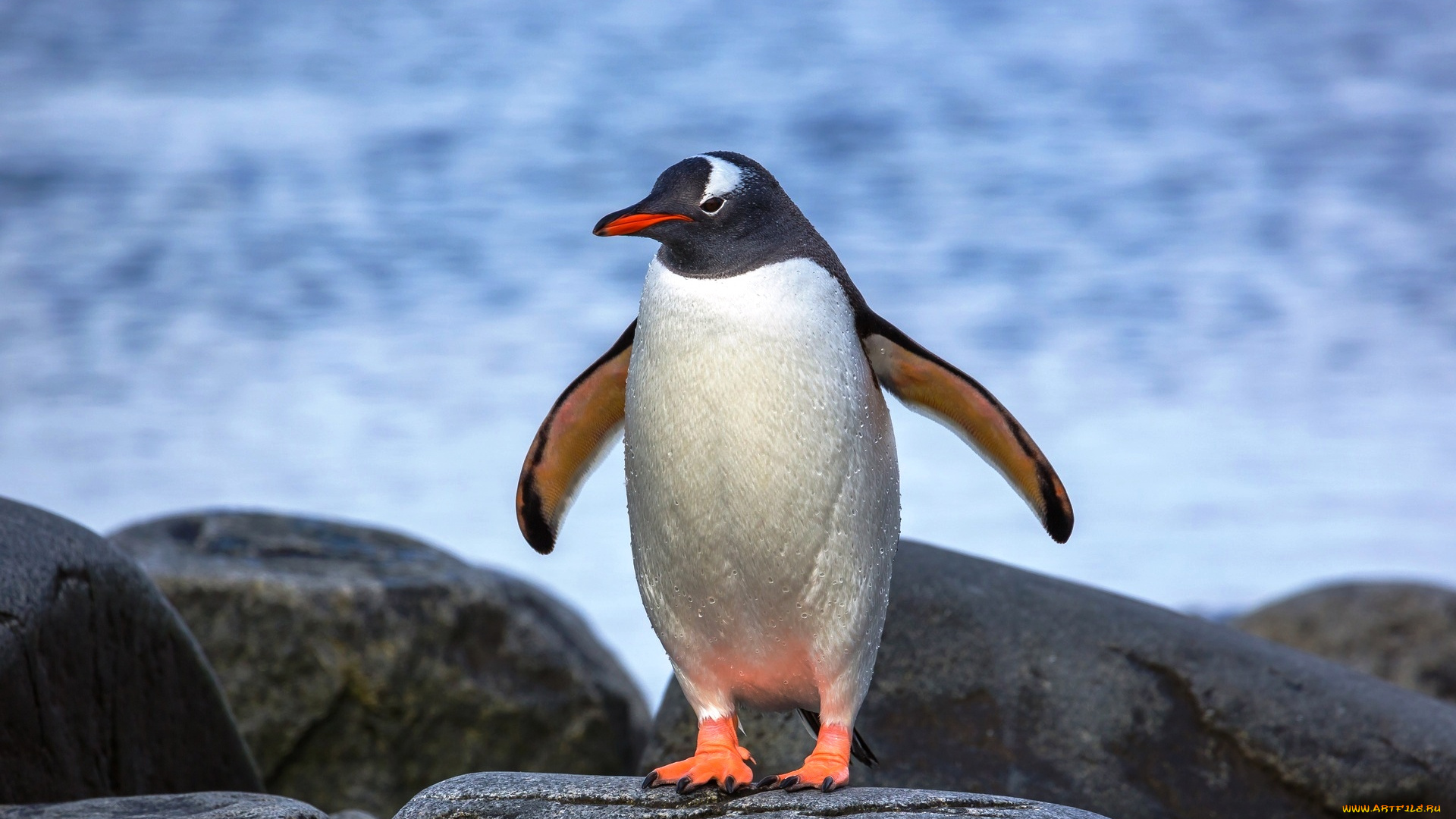 животные, пингвины, камни, море, птица, пингвин