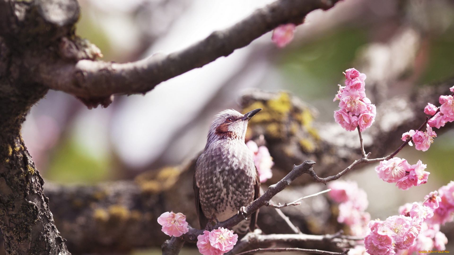 животные, птицы, птица, сакура, цветение, весна, ветки, дерево