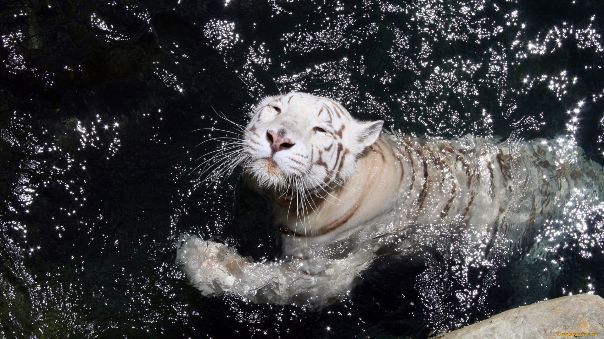 животные, тигры, хищник, белый, тигр, зверь, плавание, вода