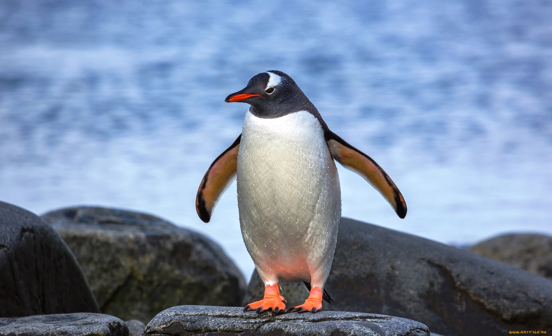животные, пингвины, камни, море, птица, пингвин