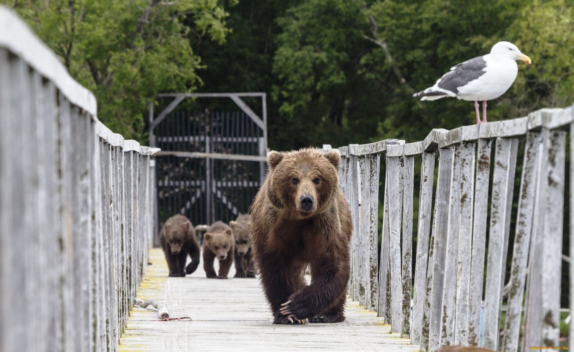 животные, медведи, чайка, мост, бурые
