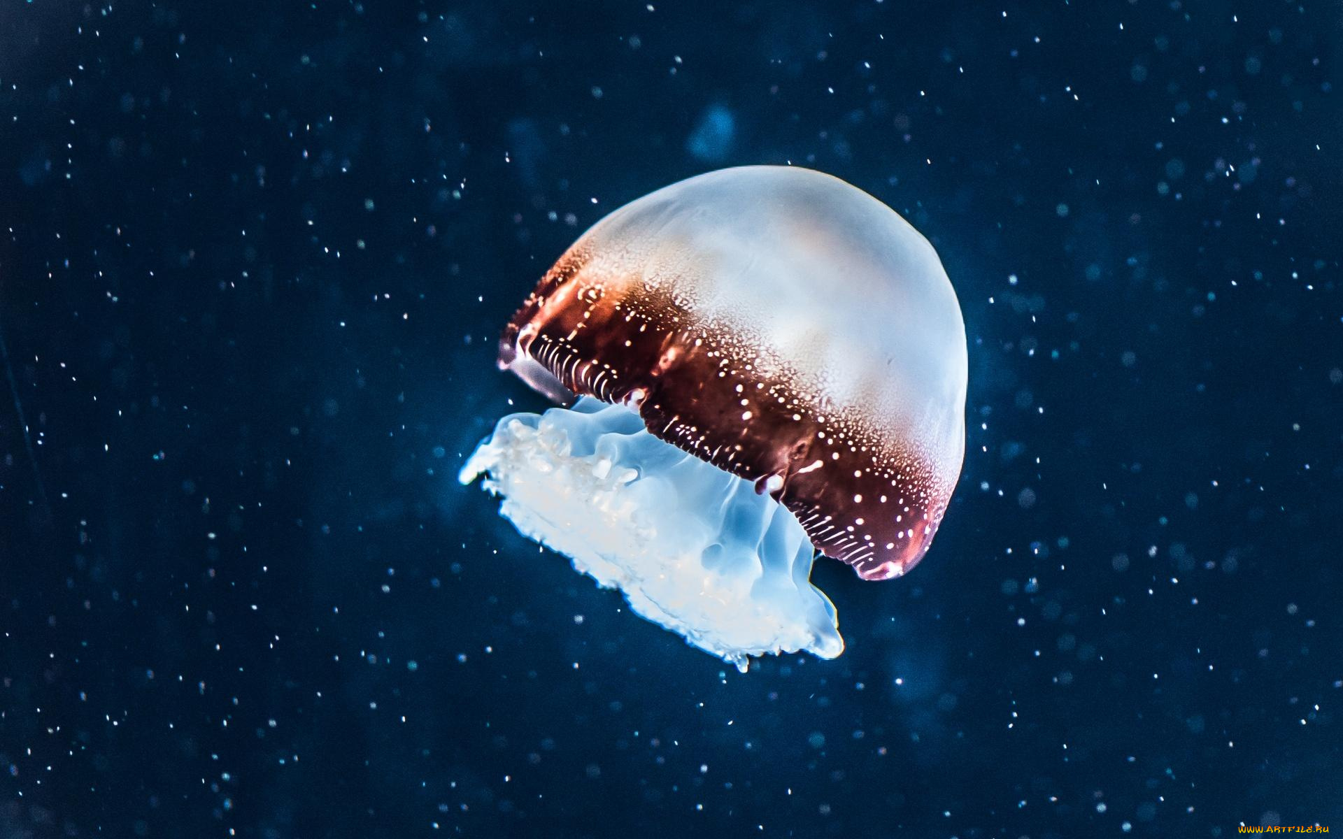 животные, медузы, медуза, пузыри, вода, глубина