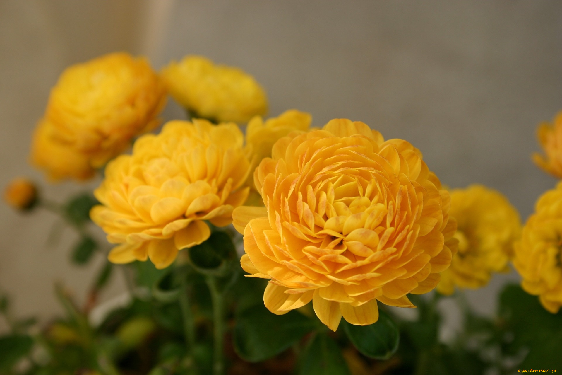 цветы, хризантемы, желтые
