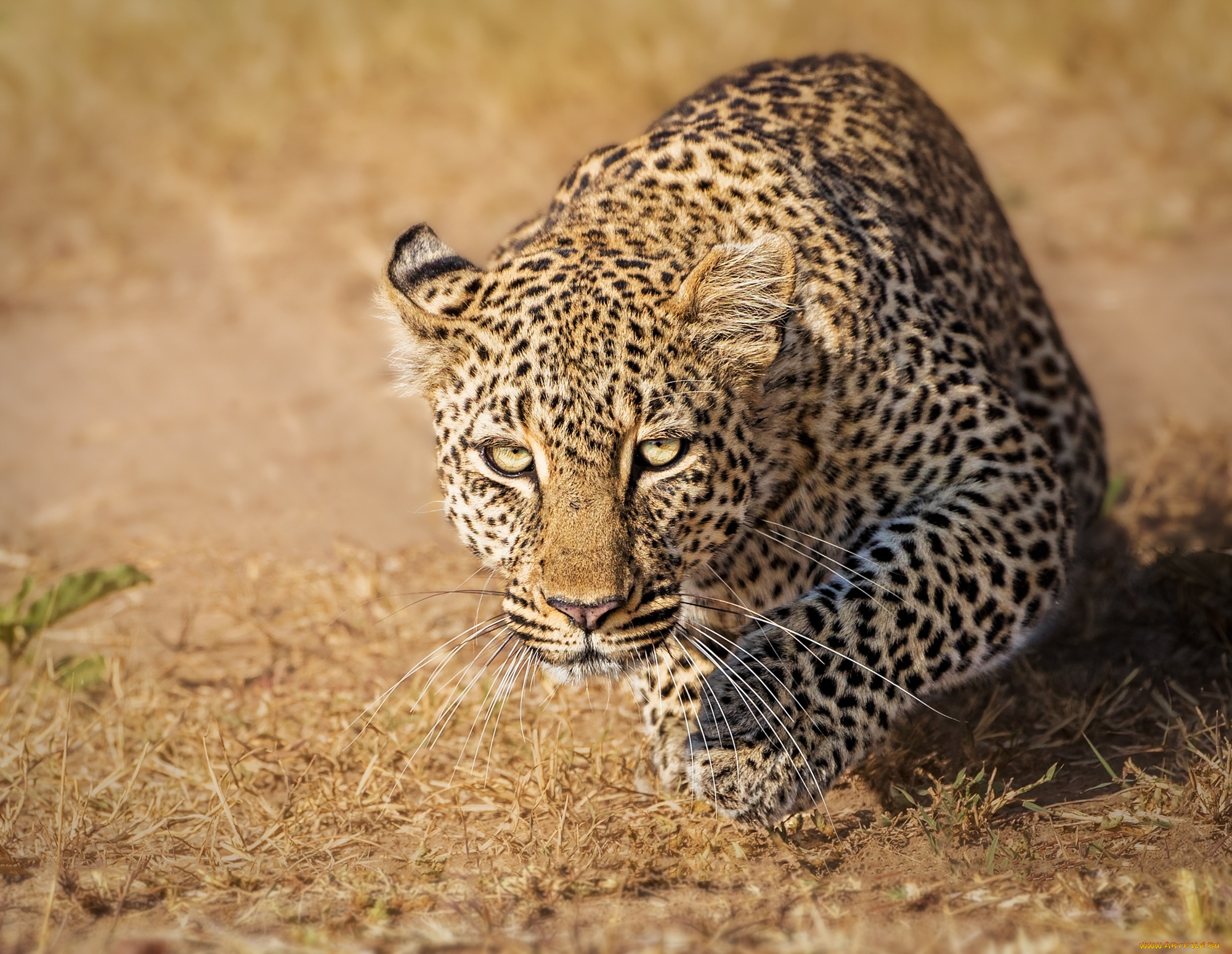 животные, леопарды, масаи-мара, дикая, кошка, kenya, кения, masai, mara, взгляд, леопард