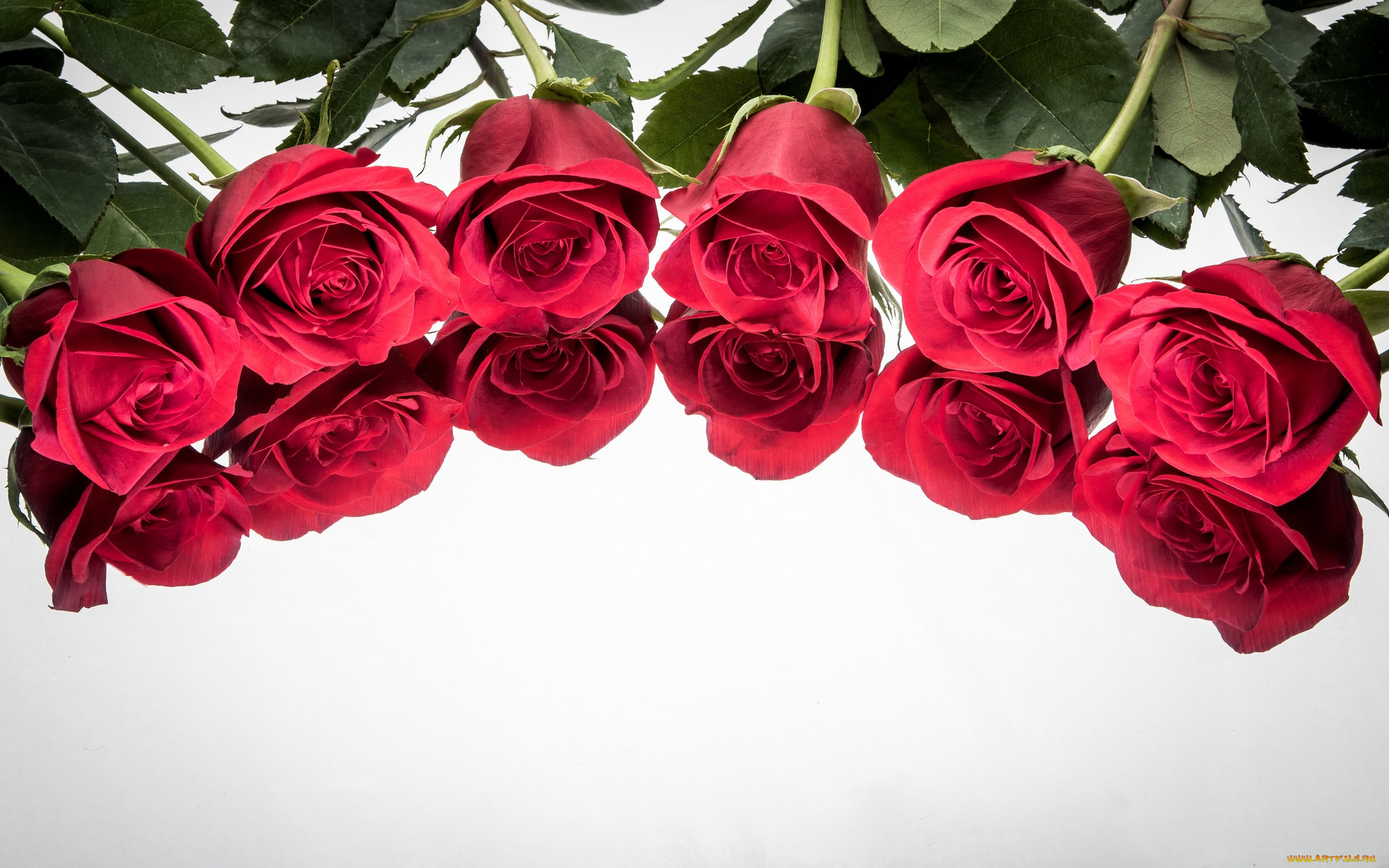 4 розочки. Красные розы. Розы фон. Цветы розы красные. Цветы горизонтальные.