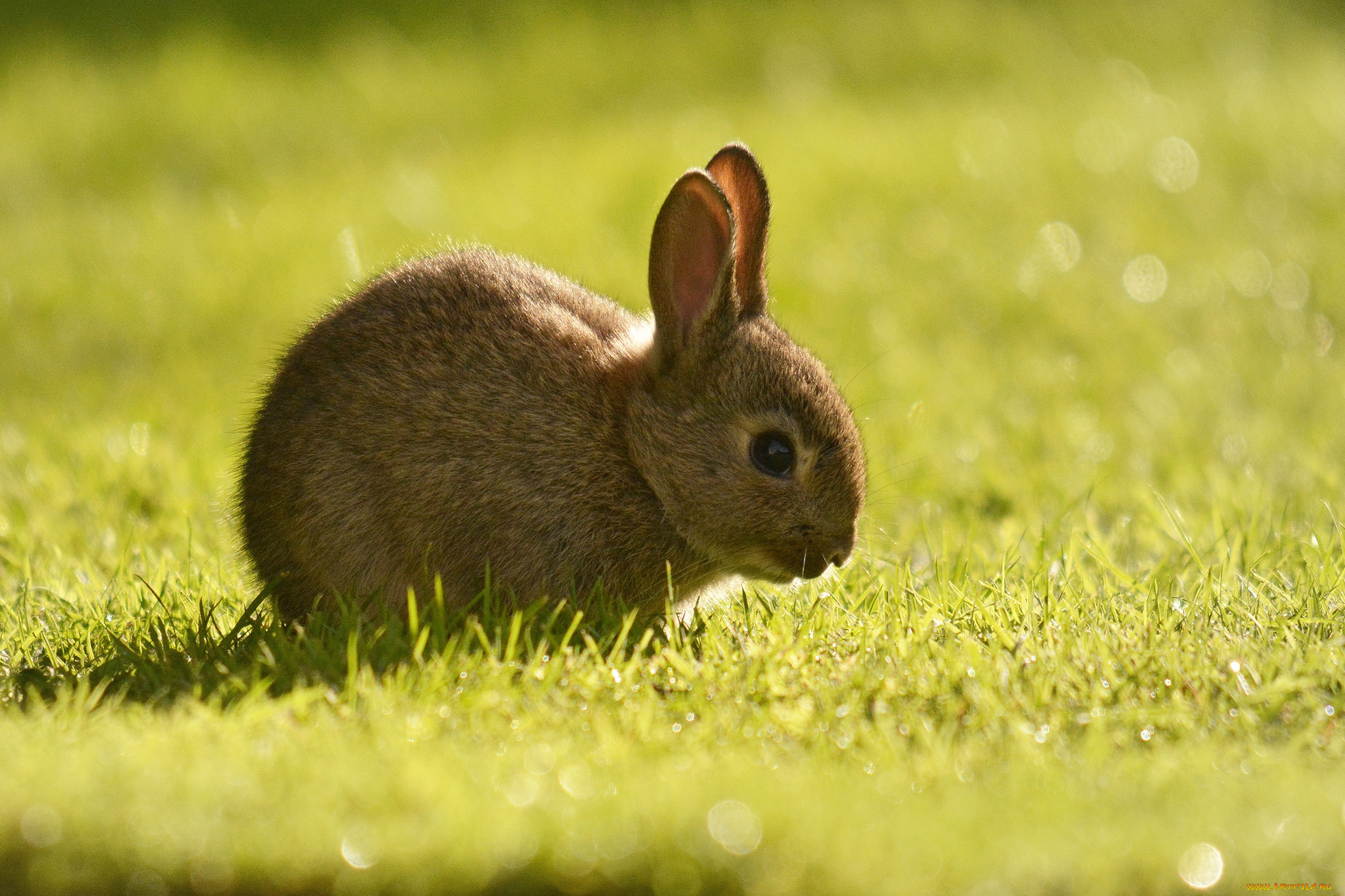 животные, кролики, , зайцы, детёныш, трава, кролик
