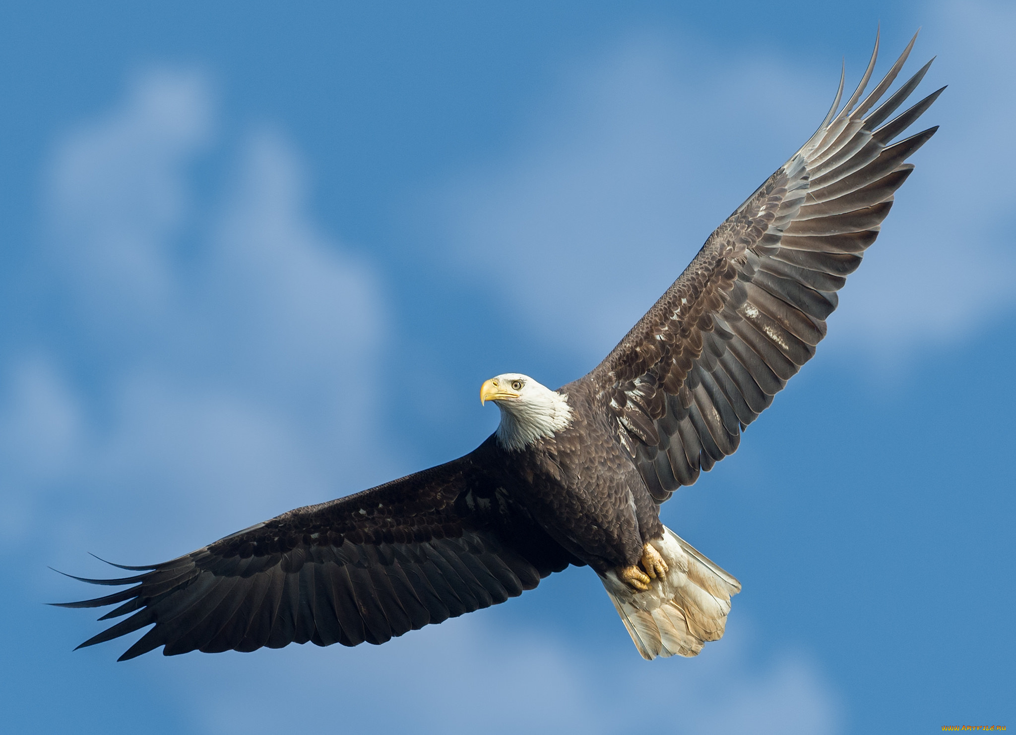 животные, птицы, -, хищники, птичка, bald, eagle