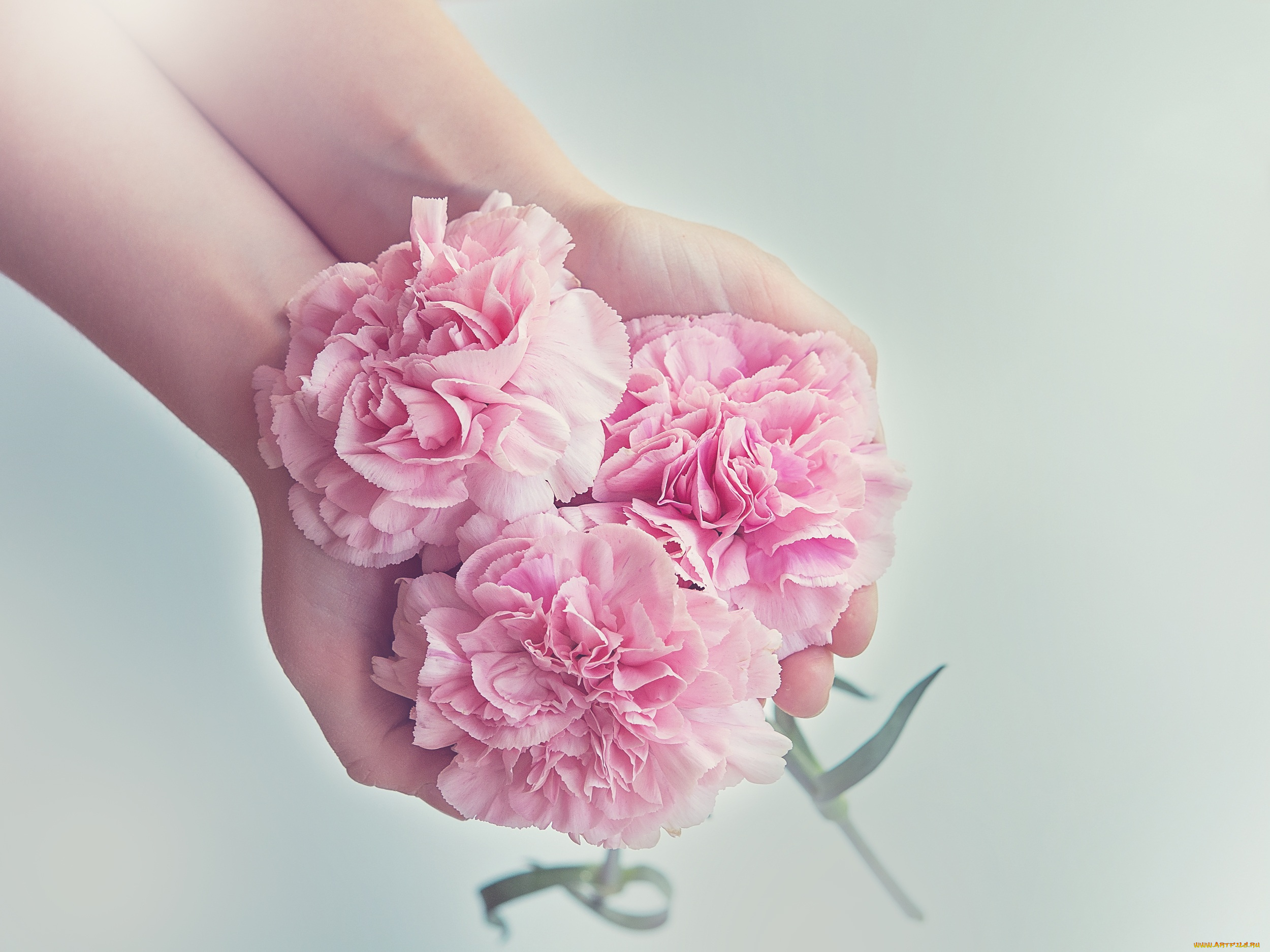 цветы, гвоздики, розовый, трио, руки