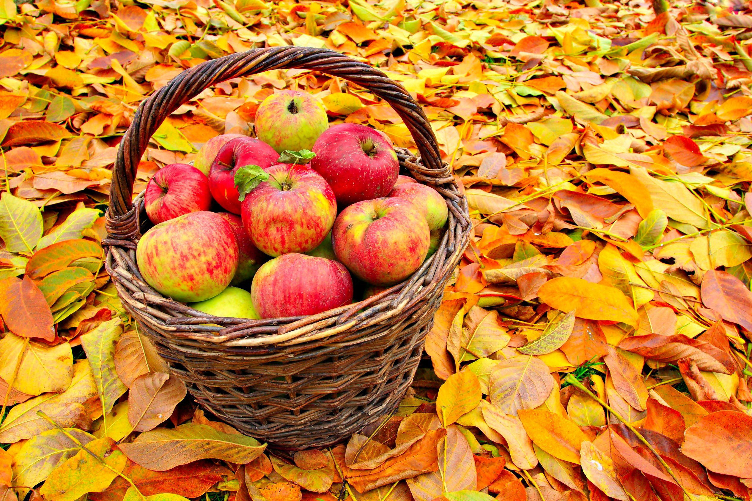 еда, Яблоки, листья, осень, урожай, плоды, корзинка
