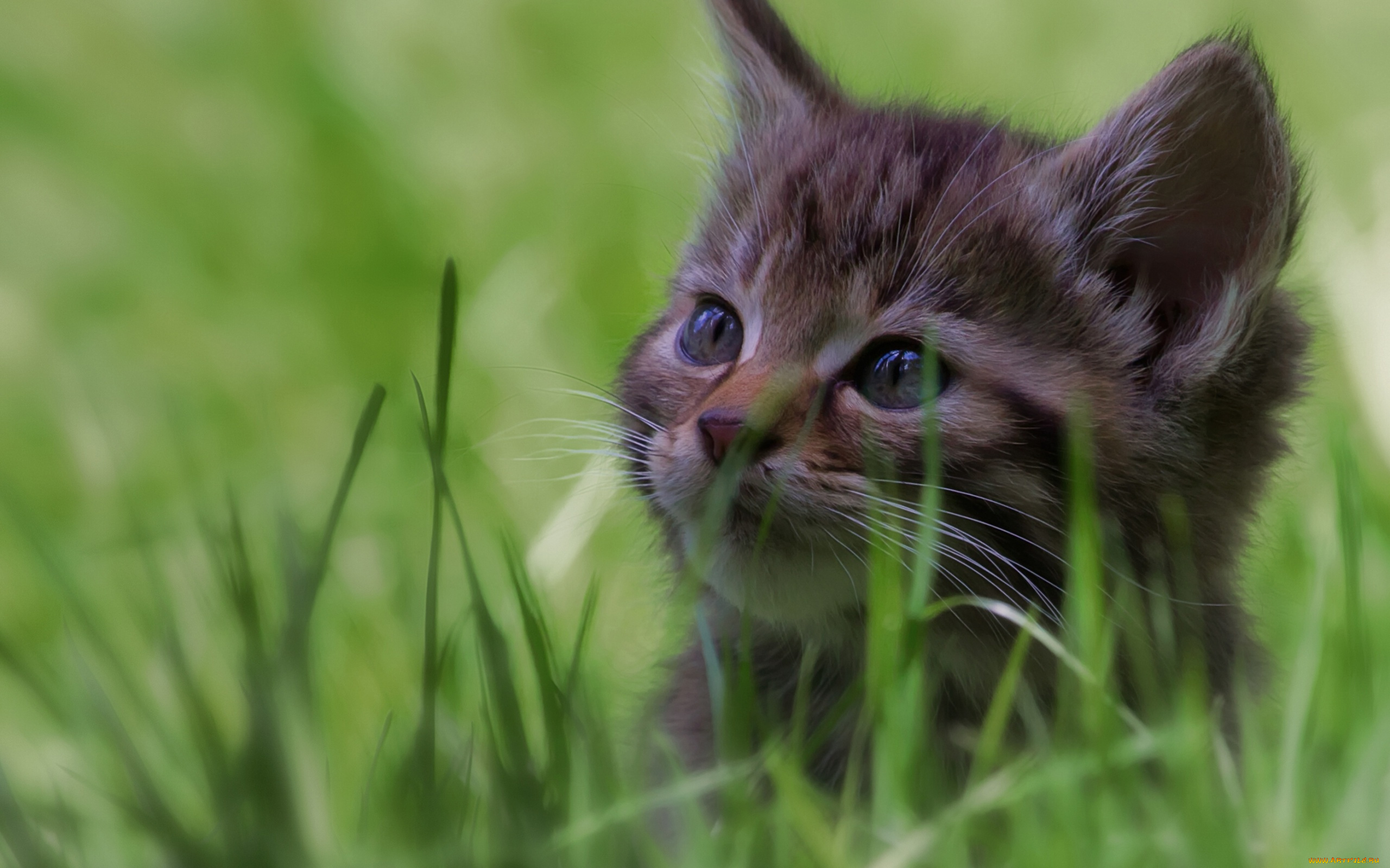 животные, коты, трава, котёнок, мордочка, боке, лесная, кошка, дикая