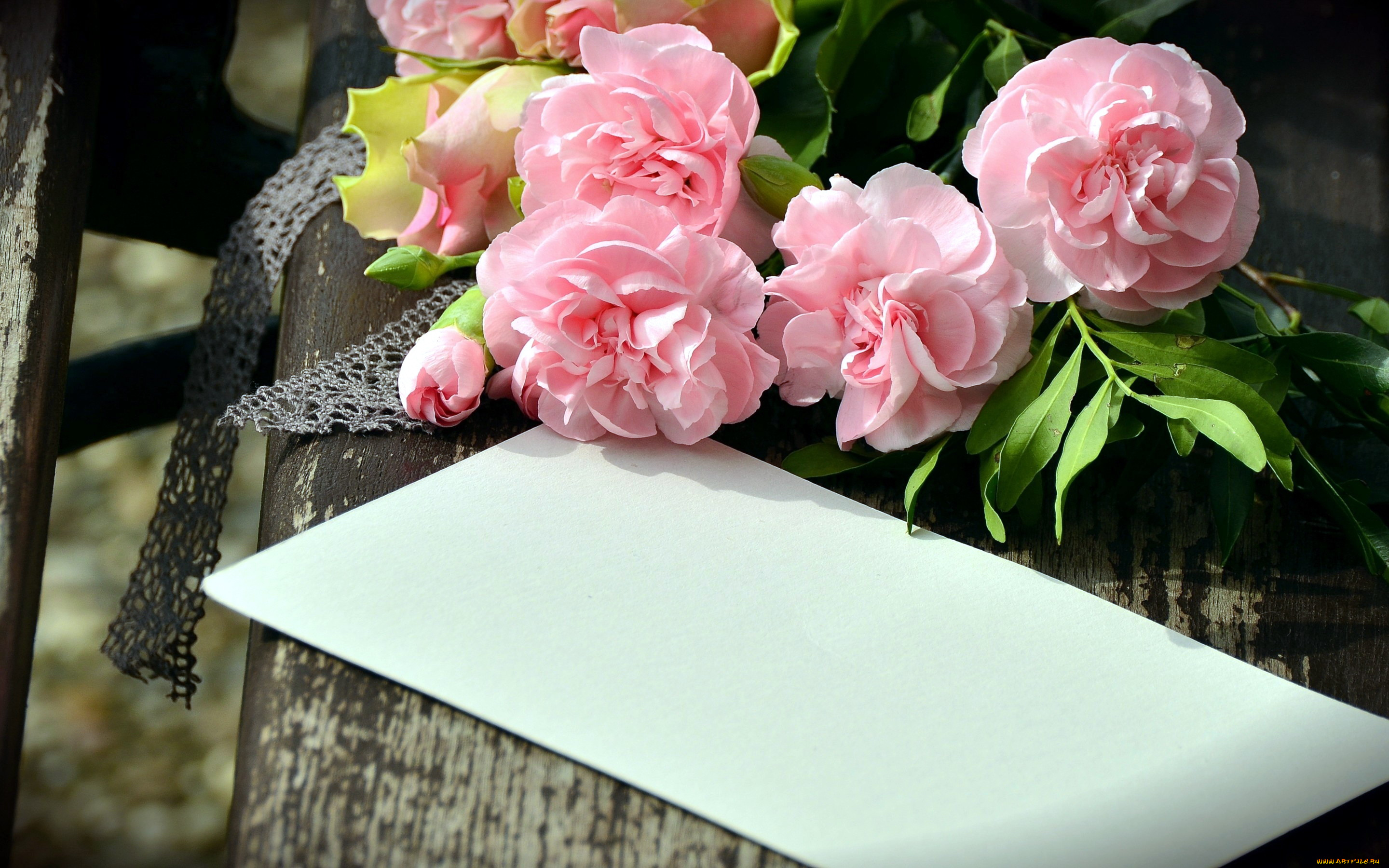 цветы, гвоздики, конверт, розовый