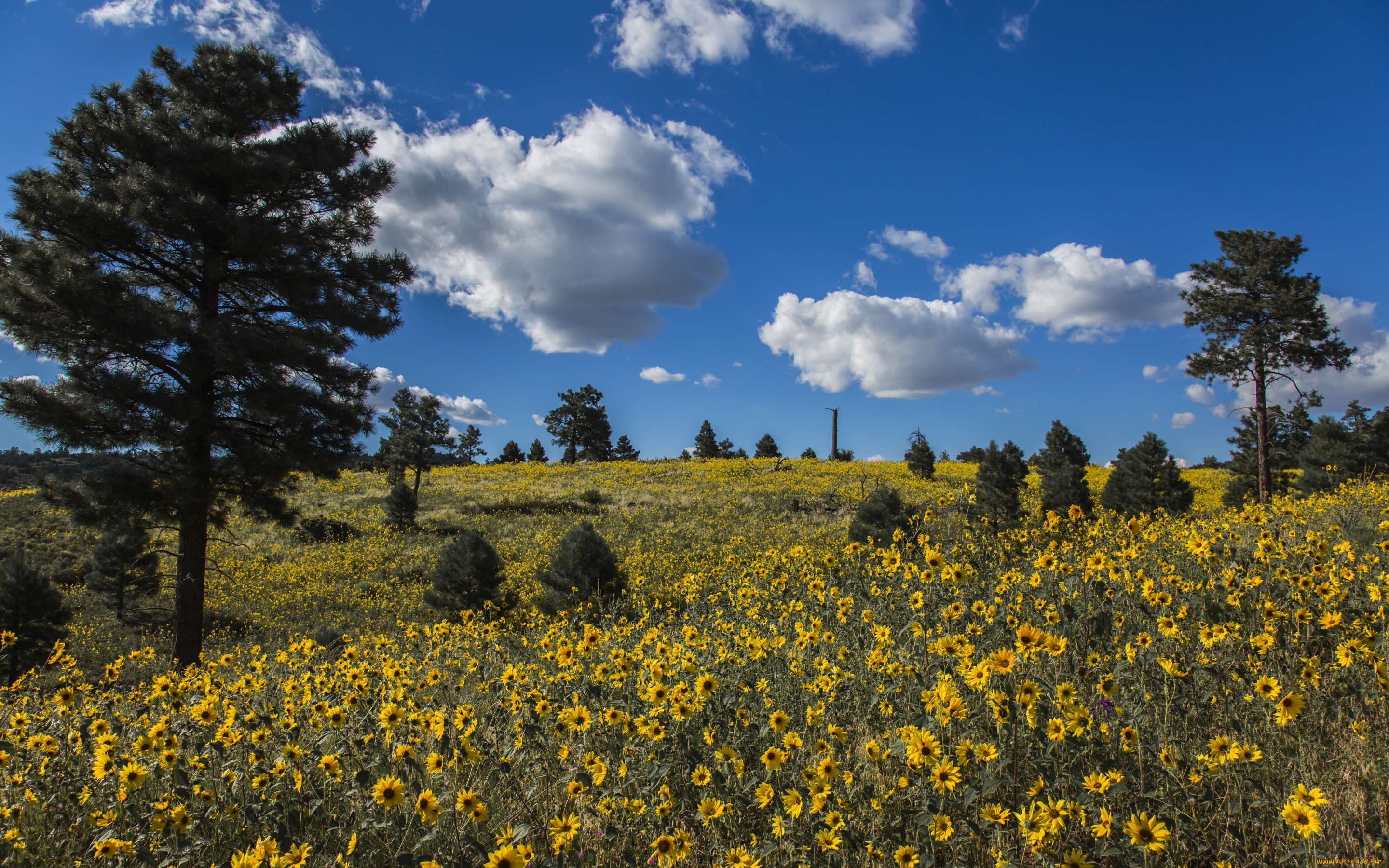 природа, луга, сосны, деревья, луг, облака, цветы, arizona, coconino, national, forest, аризона