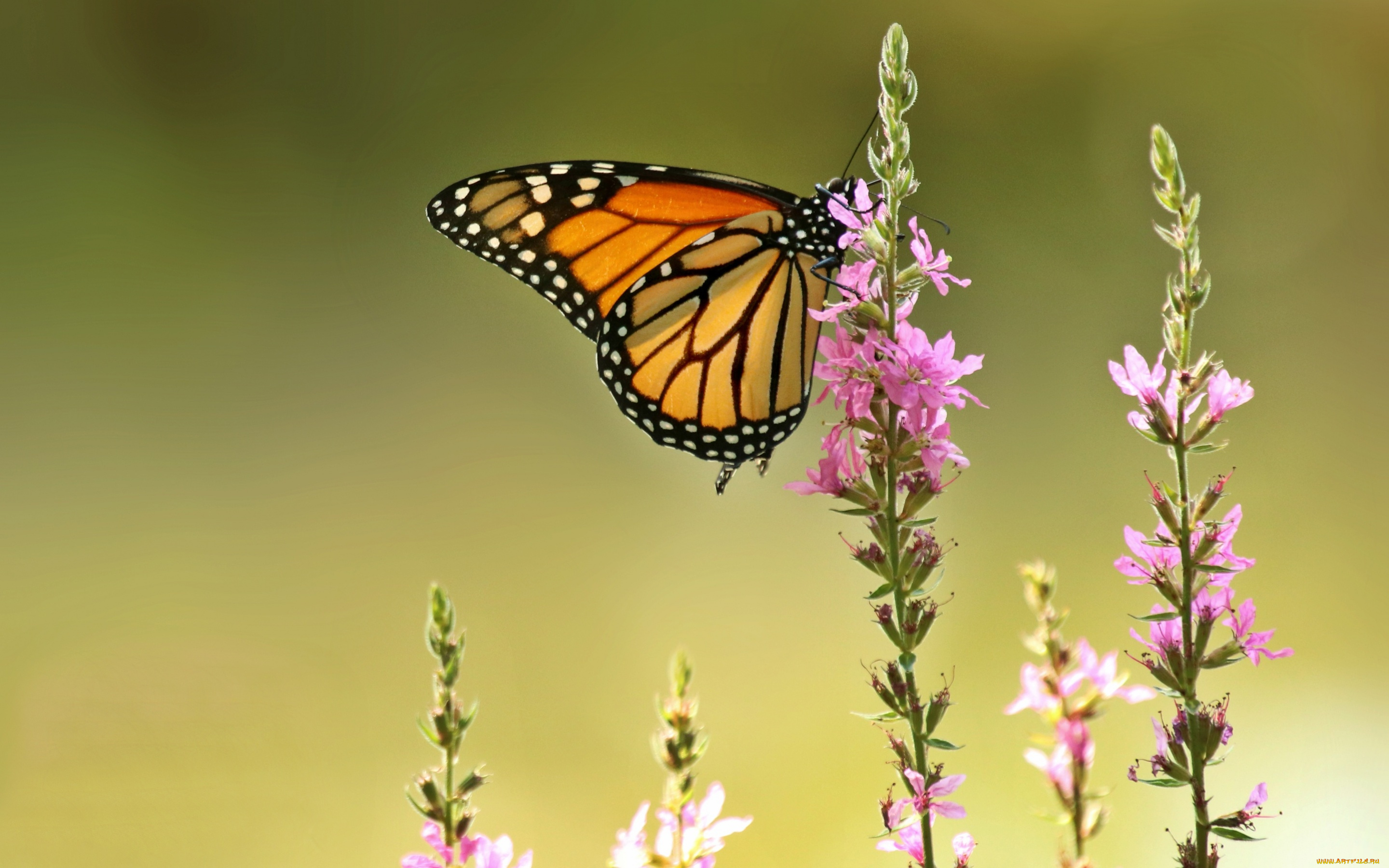 животные, бабочки, , мотыльки, , моли, данаида, монарх, плакун-трава, дербенник, иволистный, бабочка, фон, макро, цветы
