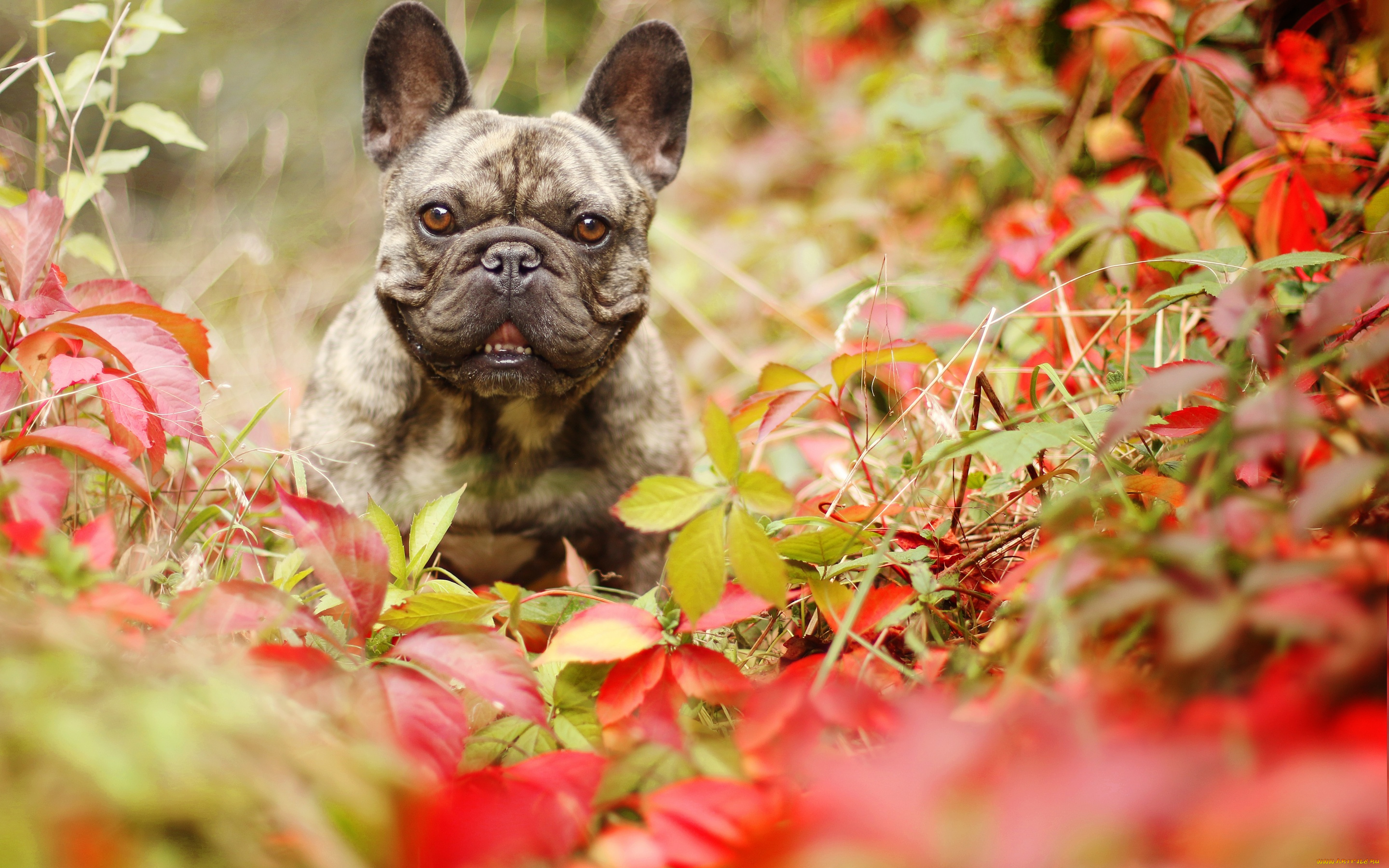 животные, собаки, собака, осень, взгляд, листья, французский, бульдог