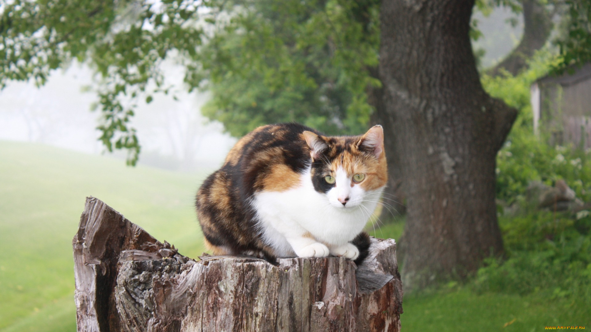 животные, коты, дерево