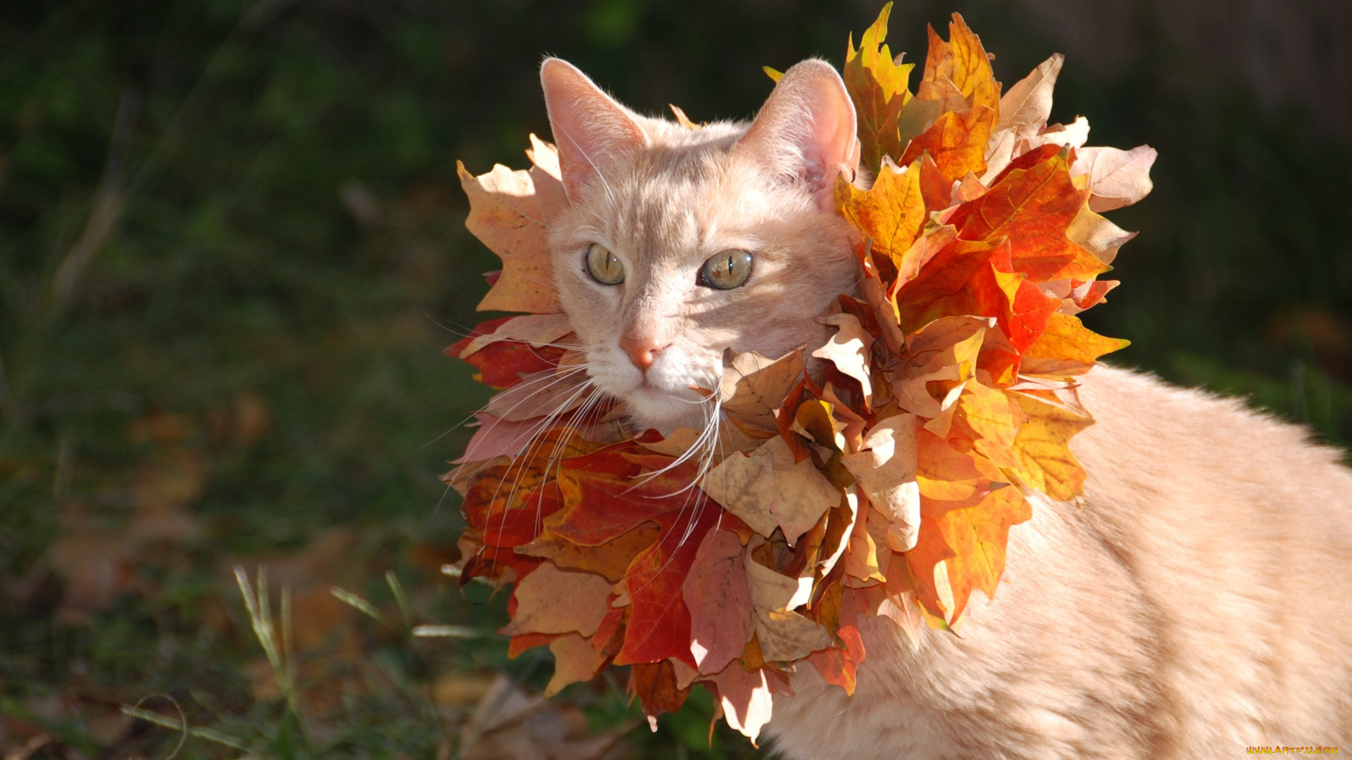 животные, коты, венок