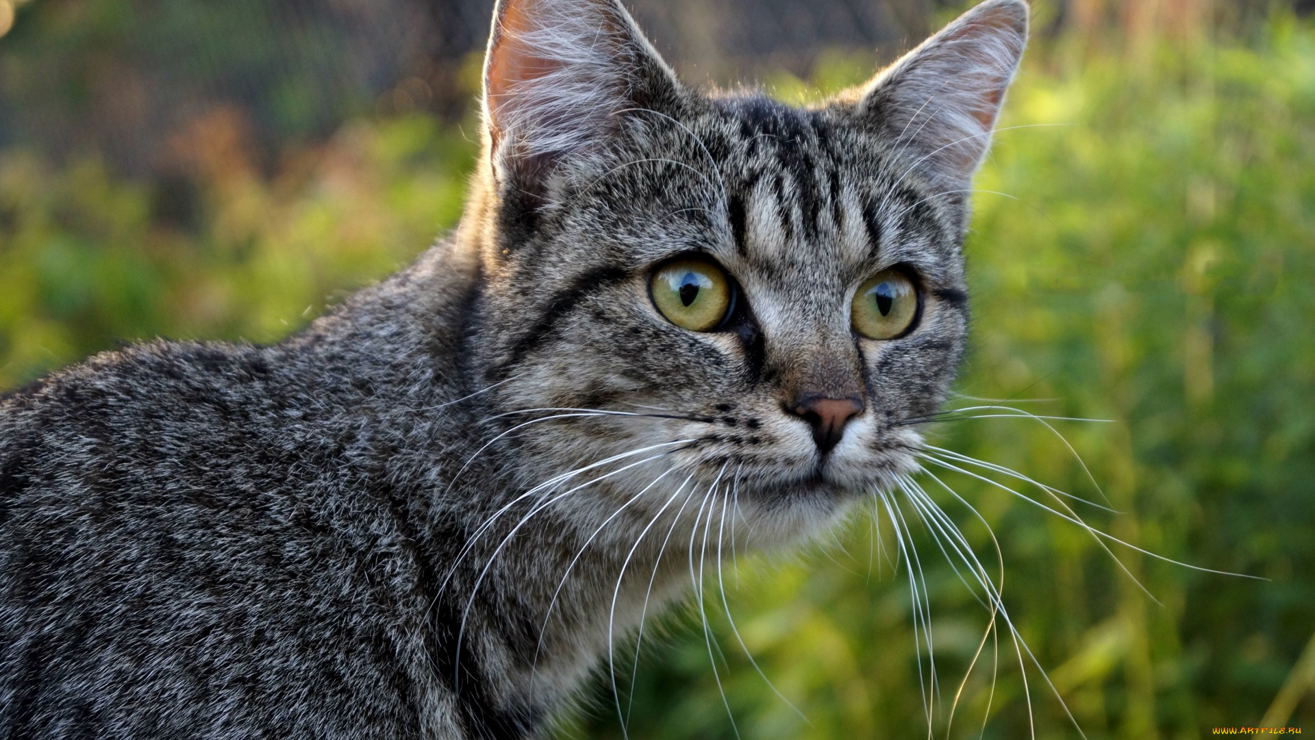 животные, коты, взгляд, морда