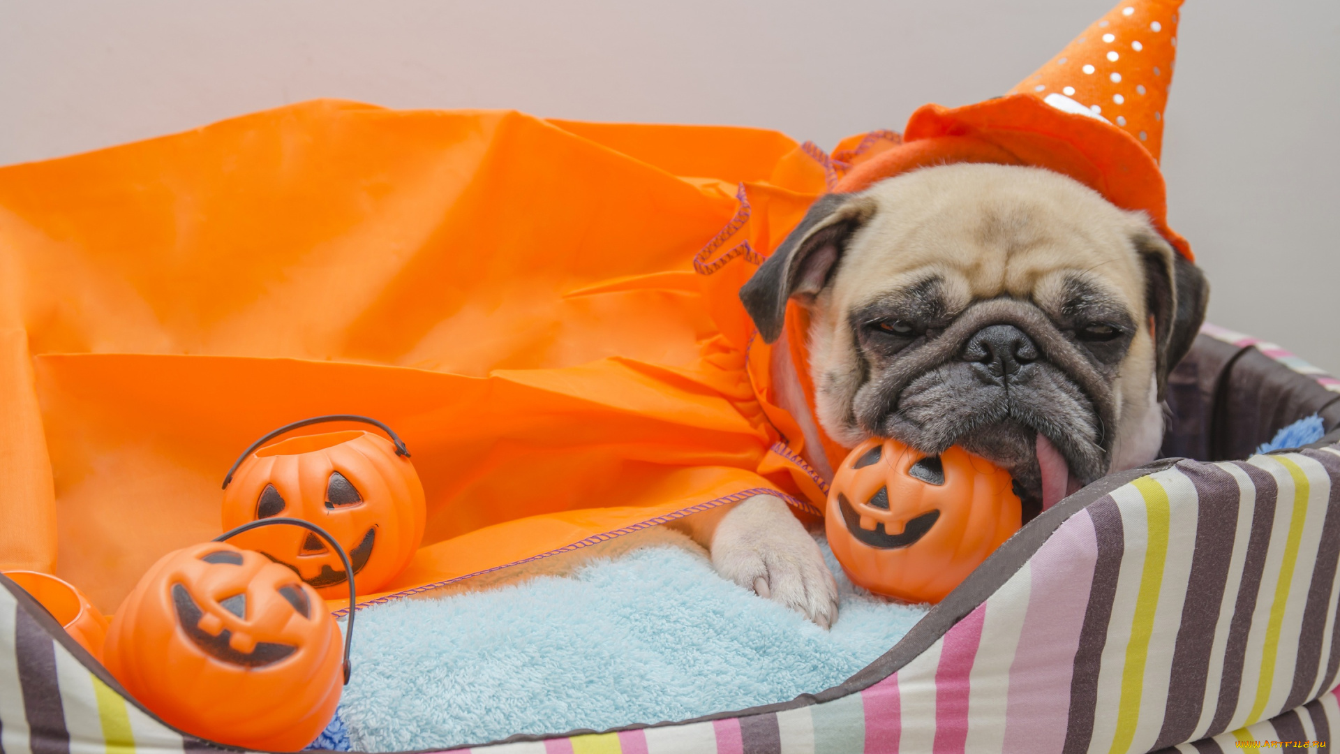 животные, собаки, тыква, хеллоуин, dogs, pumpkin, мопс, halloween, собака, игрушки