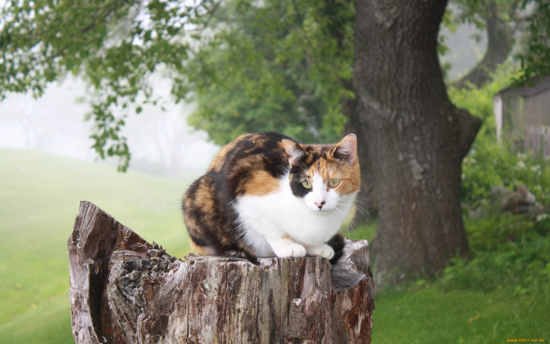 животные, коты, дерево