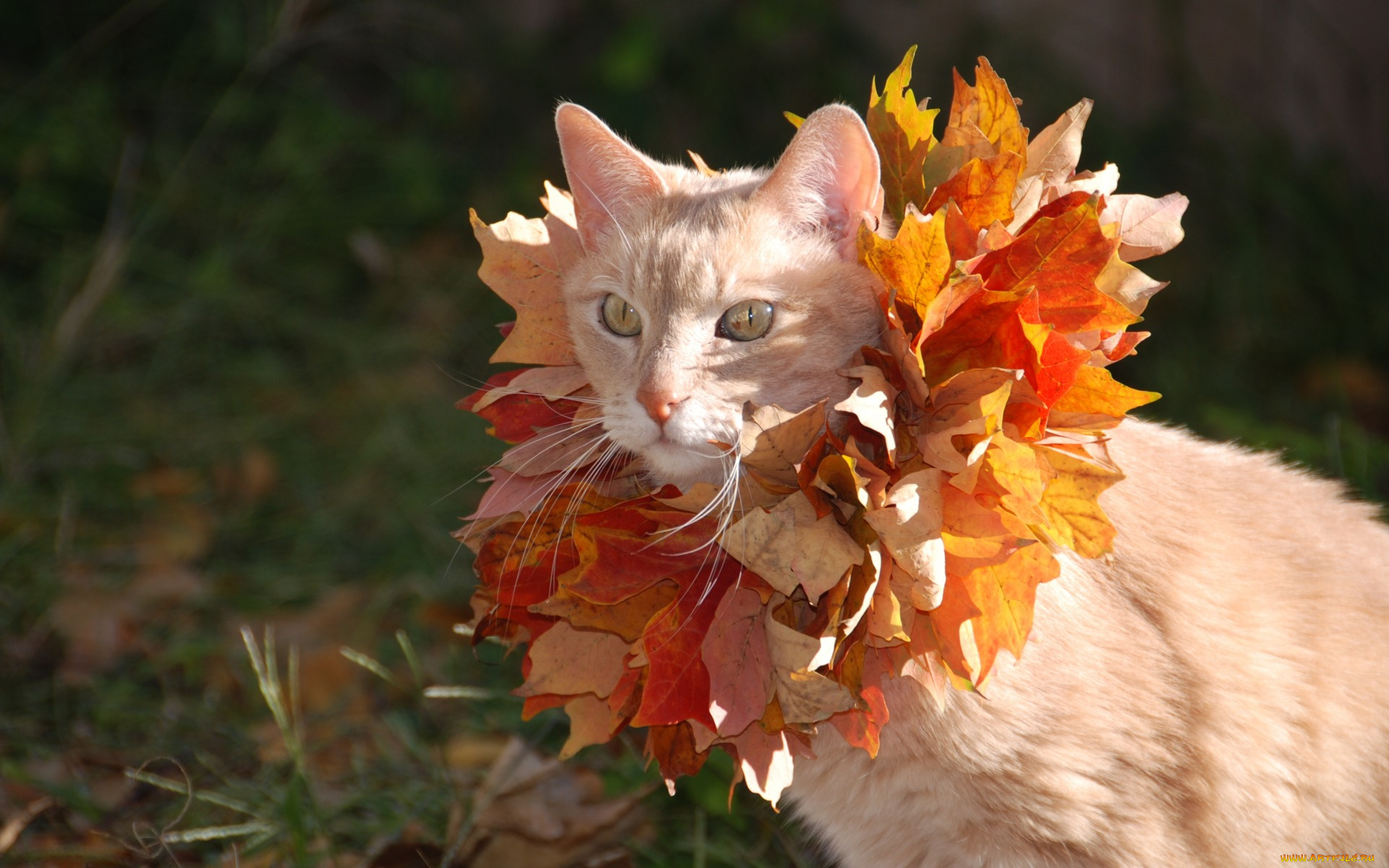 животные, коты, венок