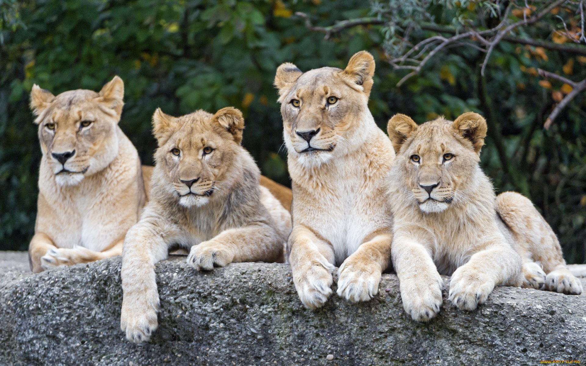животные, львы, четверо