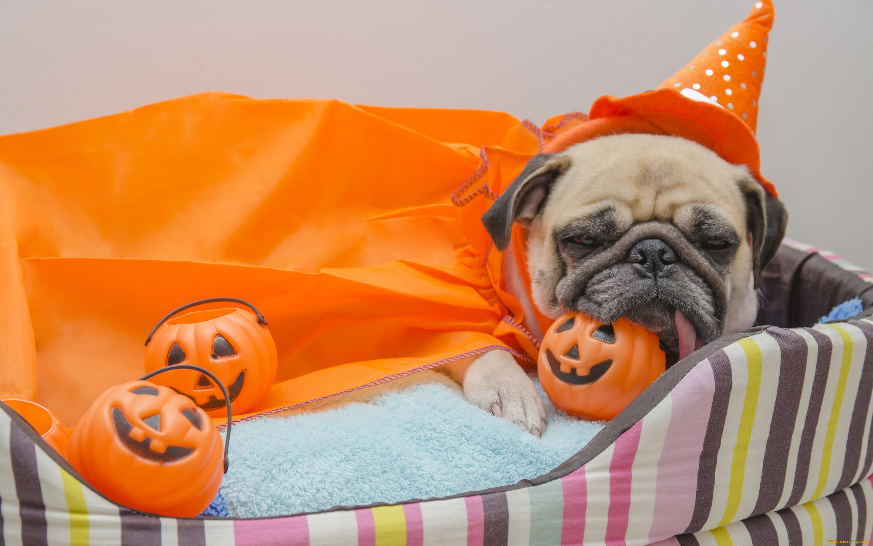 животные, собаки, тыква, хеллоуин, dogs, pumpkin, мопс, halloween, собака, игрушки