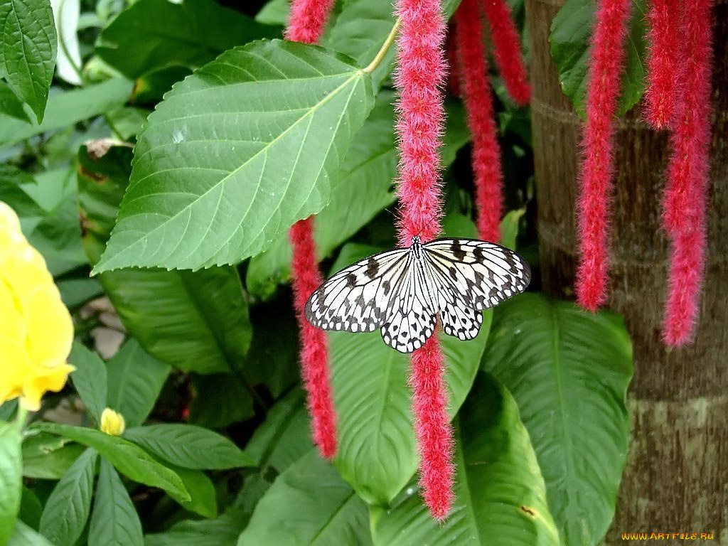 the, paper, kite, butterfly, idea, leuconoe, on, chenille, plant, with, shrimp, left, животные, бабочки