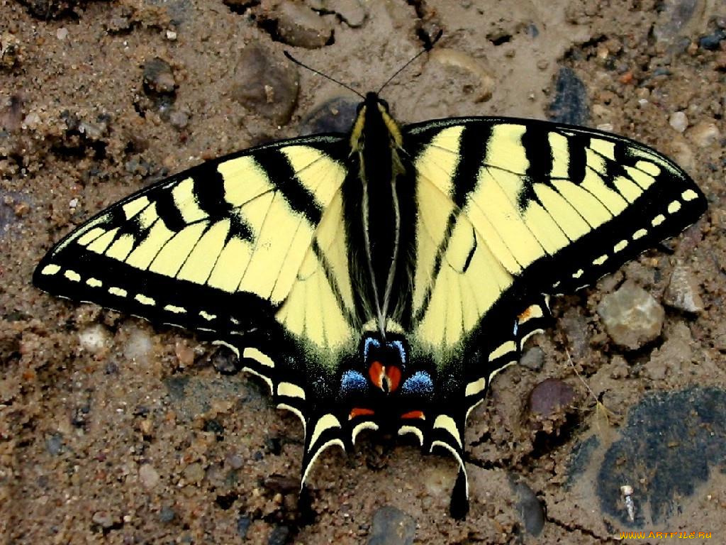 yellow, swallowtail, butterfly, животные, бабочки