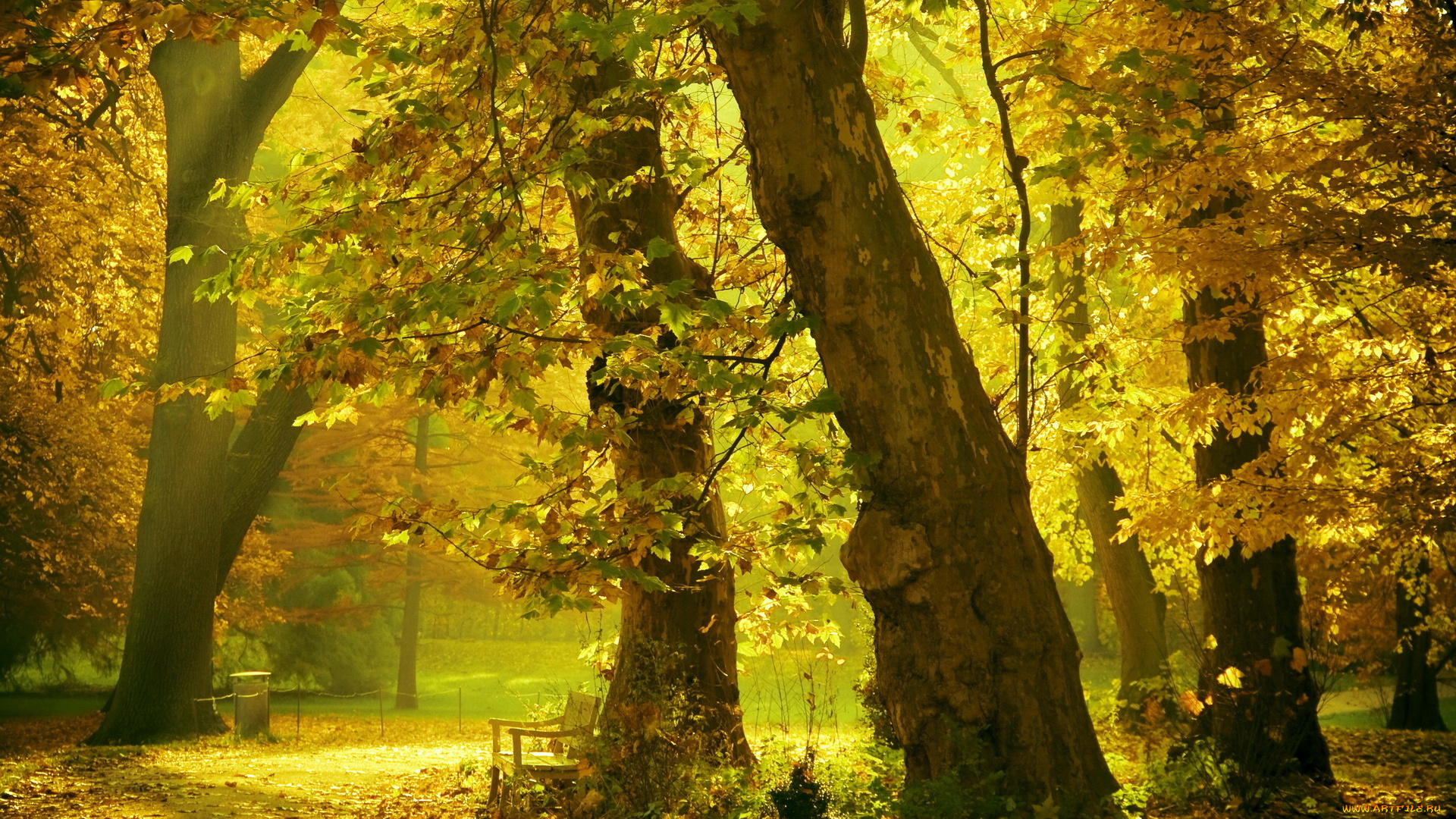 природа, парк, деревья, скамейка, осень