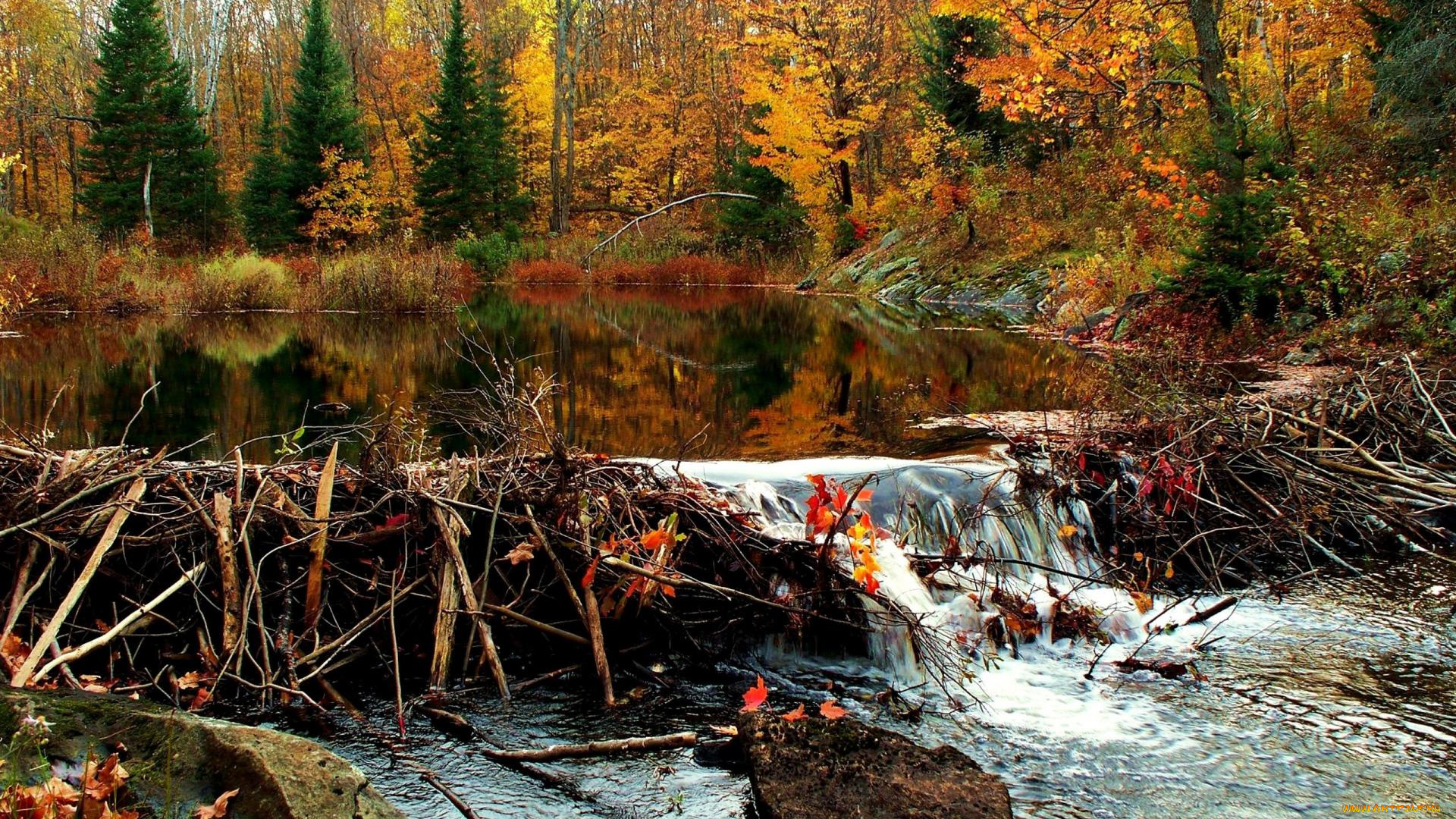 природа, реки, озера, осень, лес, речка, запруда