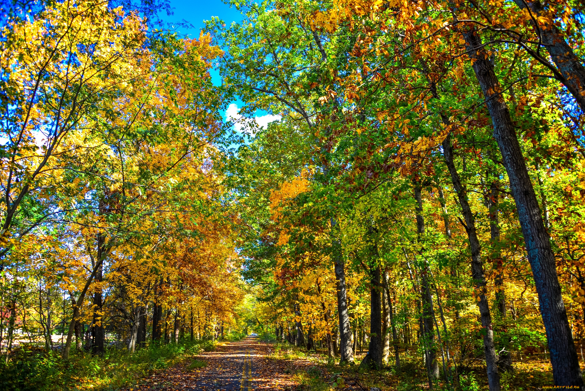 природа, дороги, деревья, осень, листья