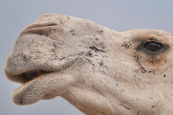 Картинка животные верблюды верблюд