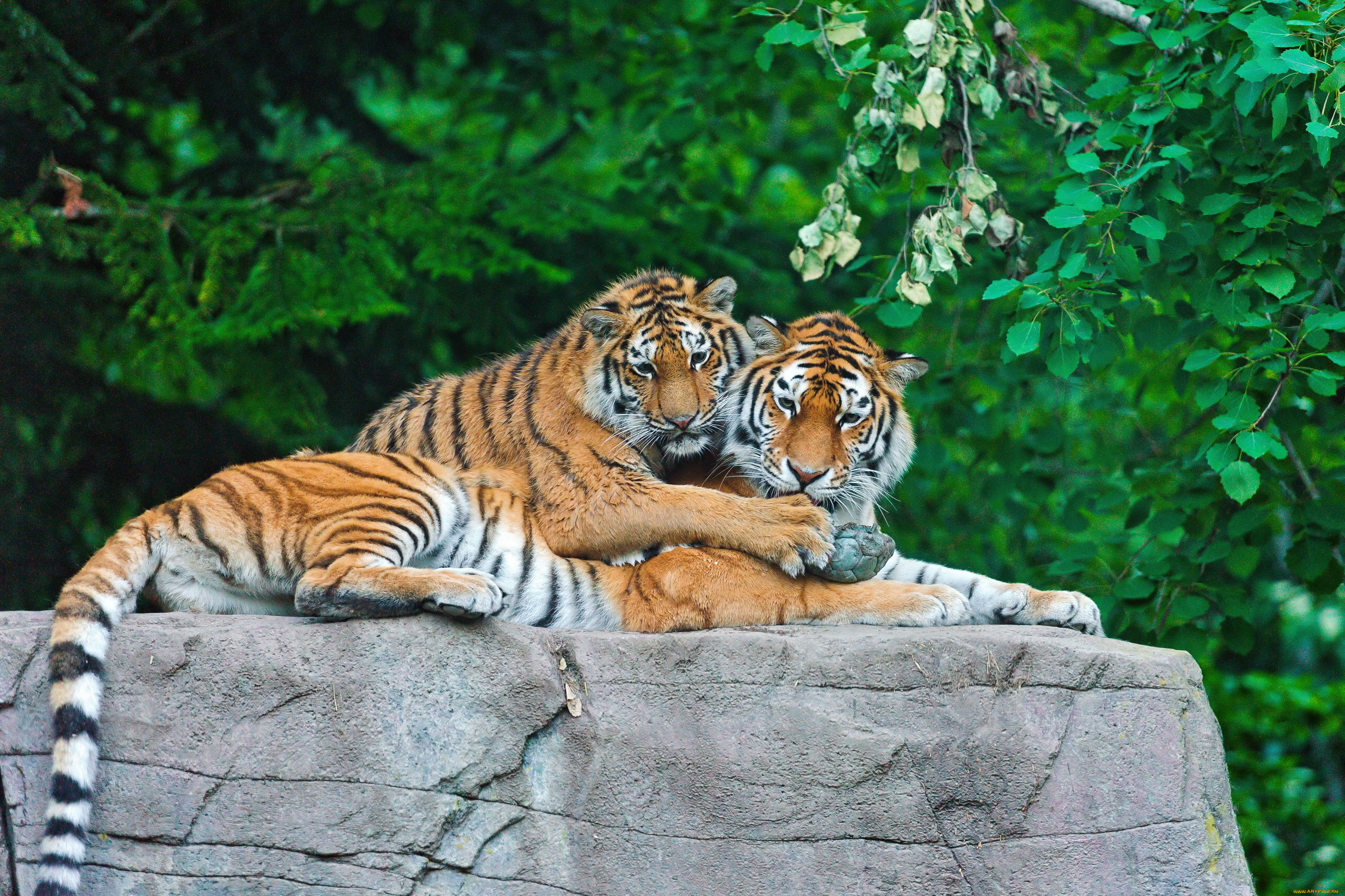 животные, тигры, материнство, тигрица, тигрёнок