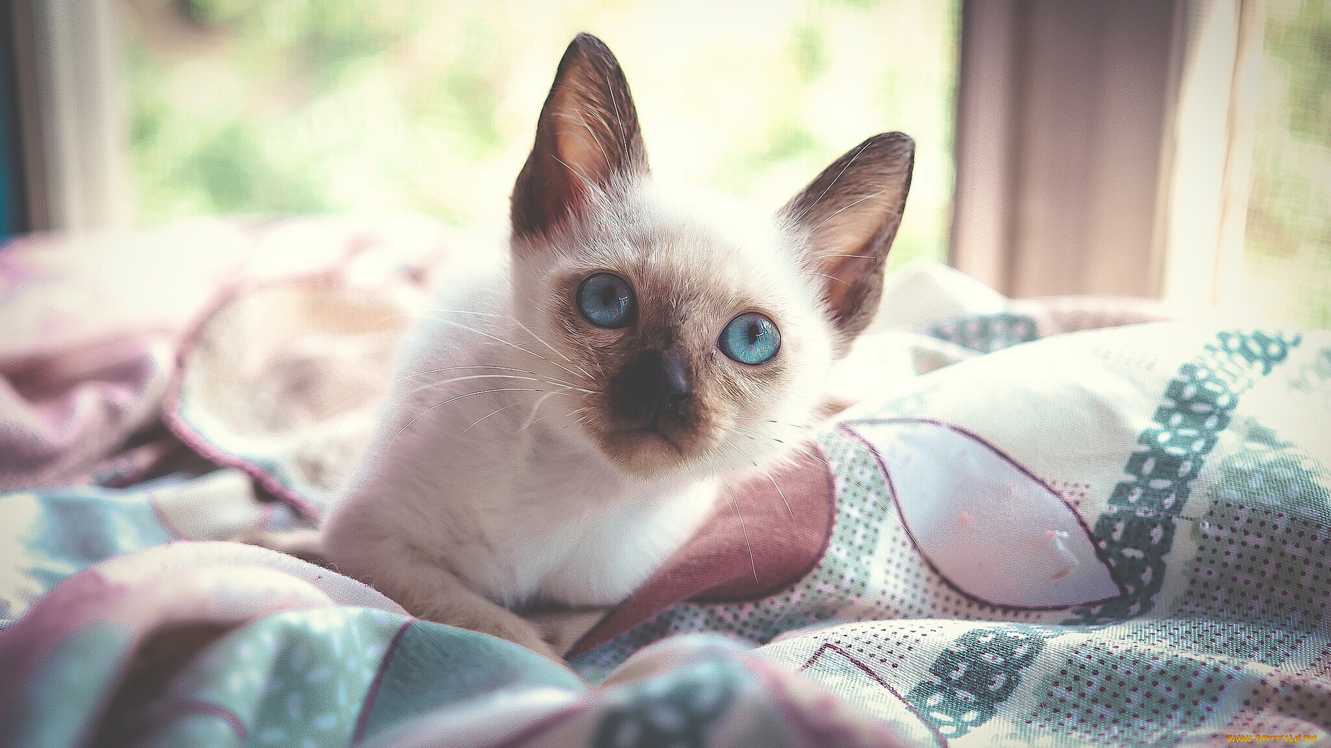 животные, коты, взгляд, голубые, глаза, котёнок