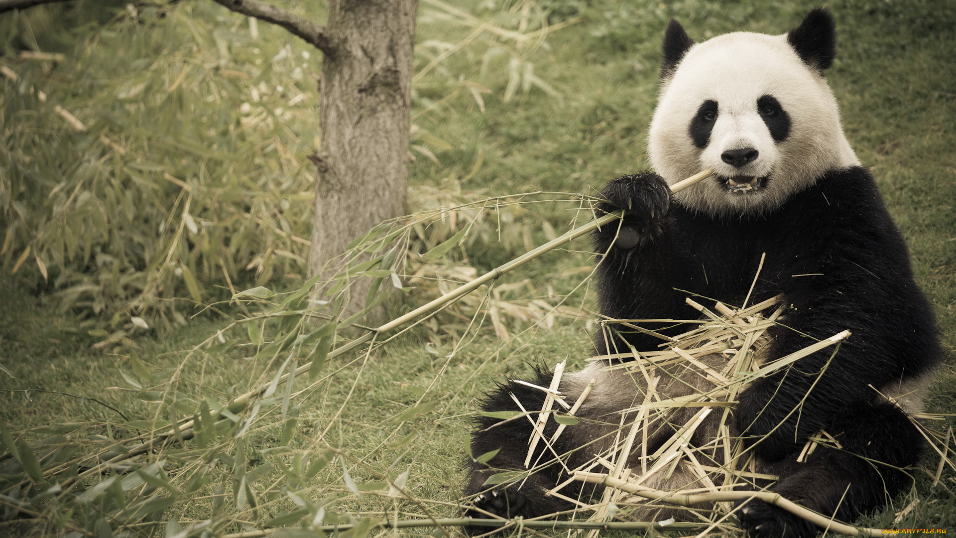 животные, панды, природа, бамбук