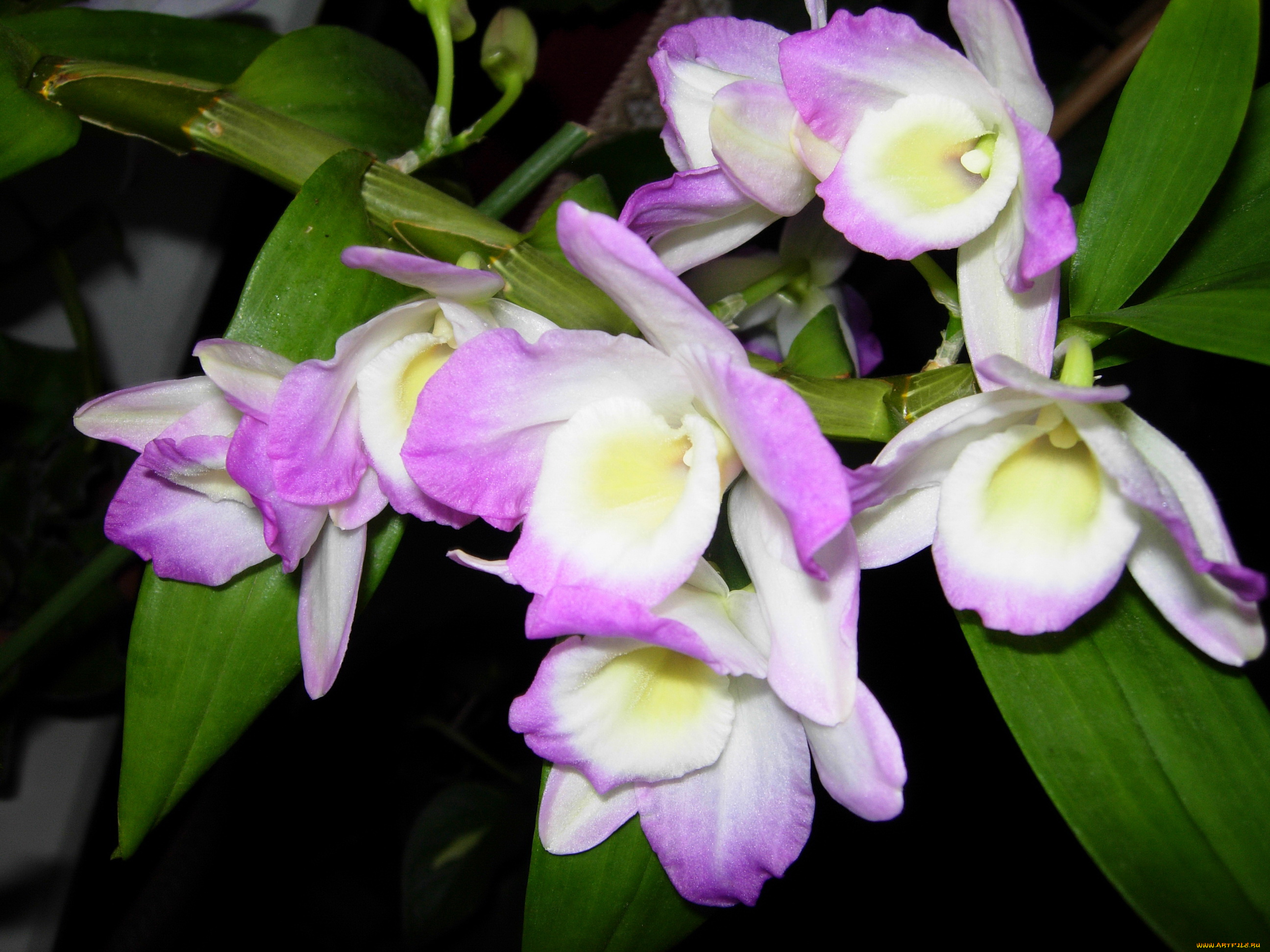 цветы, орхидеи, cymbidium