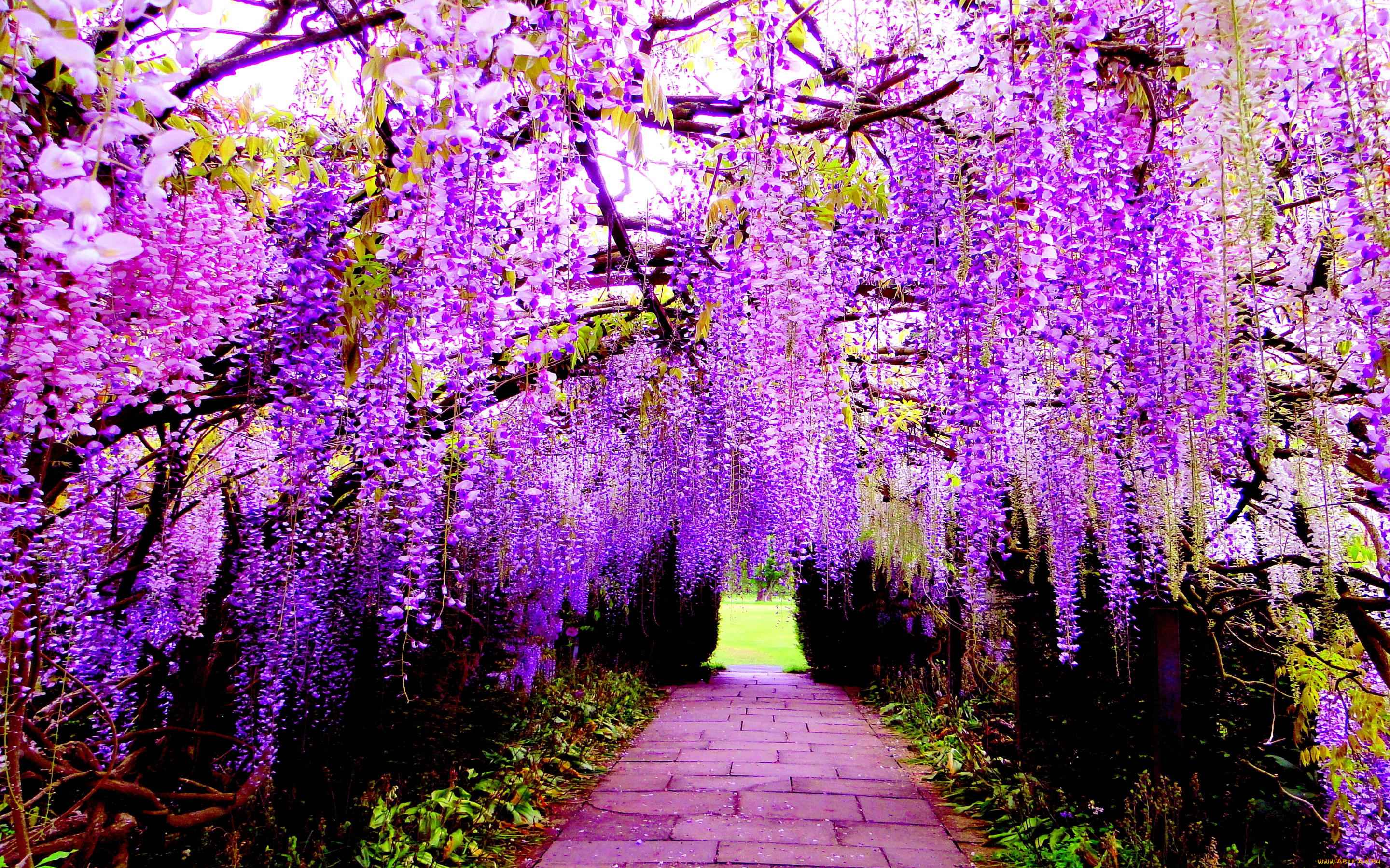 Очень красиво цветет. Глициния Асикага. Япония Глициния парк Асикага. Глициния Вистерия японская. Глициния Кавати Фудзи.