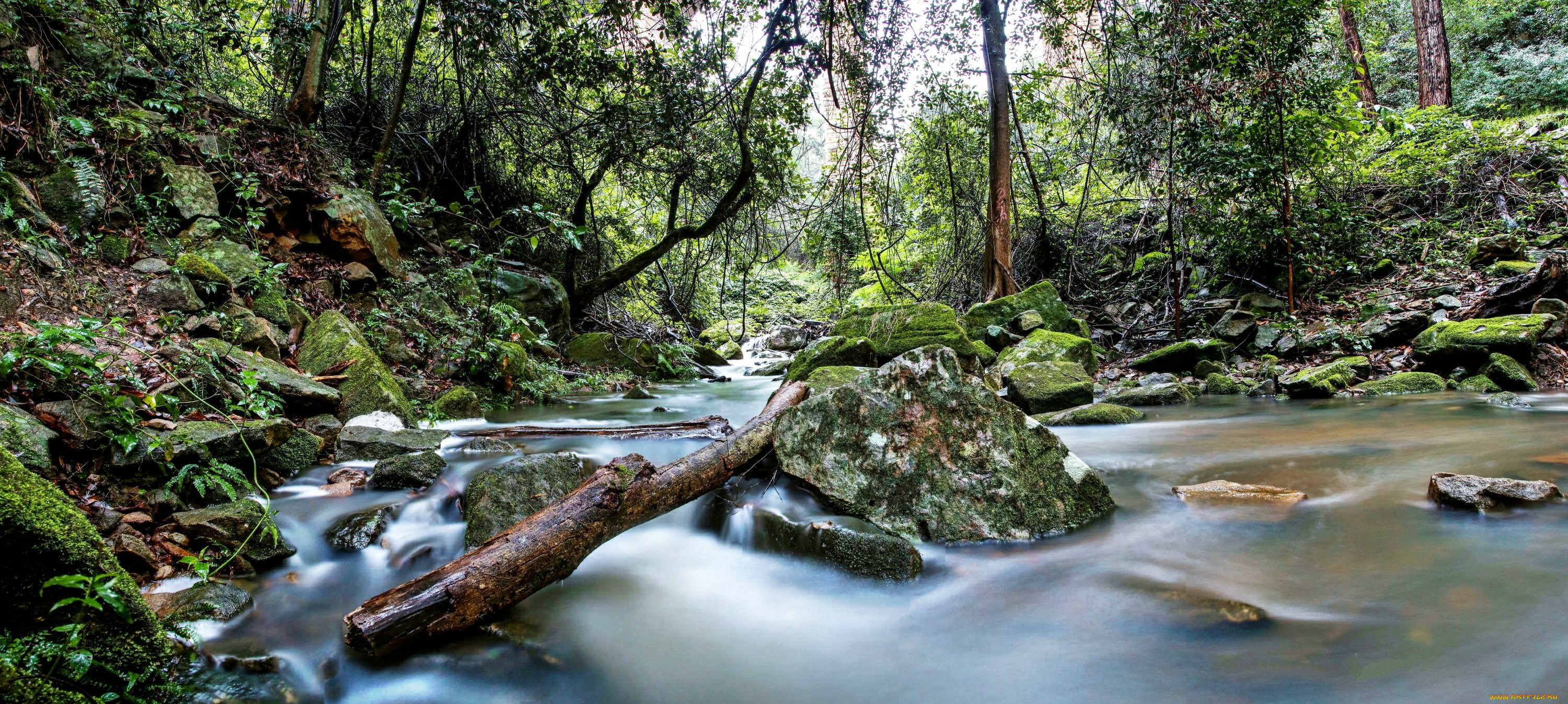 река лес камни мох скачать