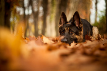 Картинка животные собаки лежит овчарка листья природа осень лес
