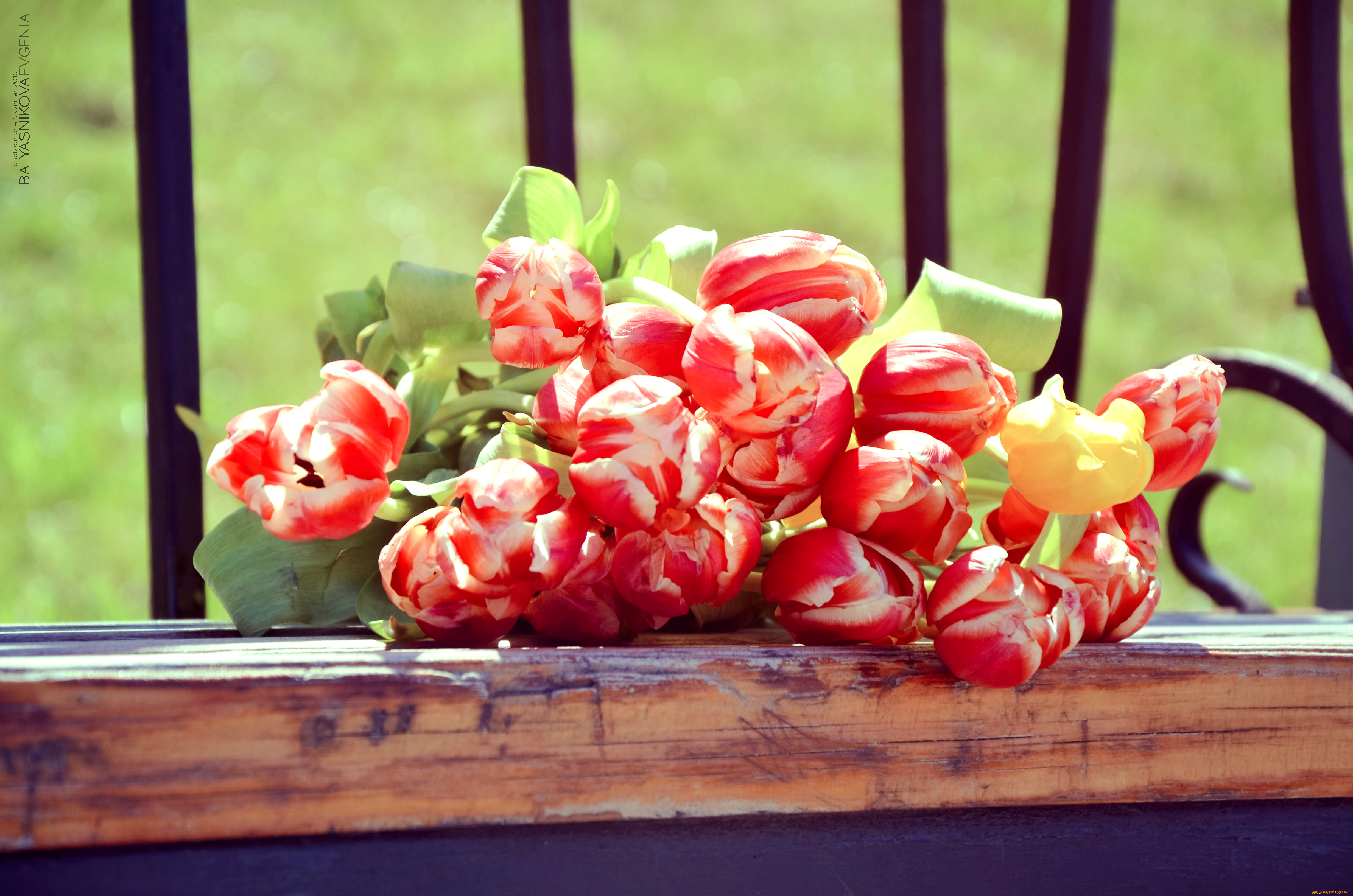 цветы, тюльпаны, пестрый