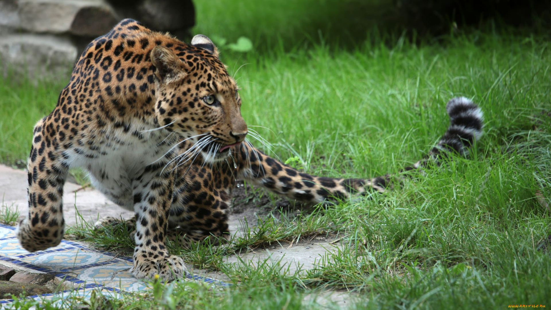 leopard, животные, леопарды, хищник