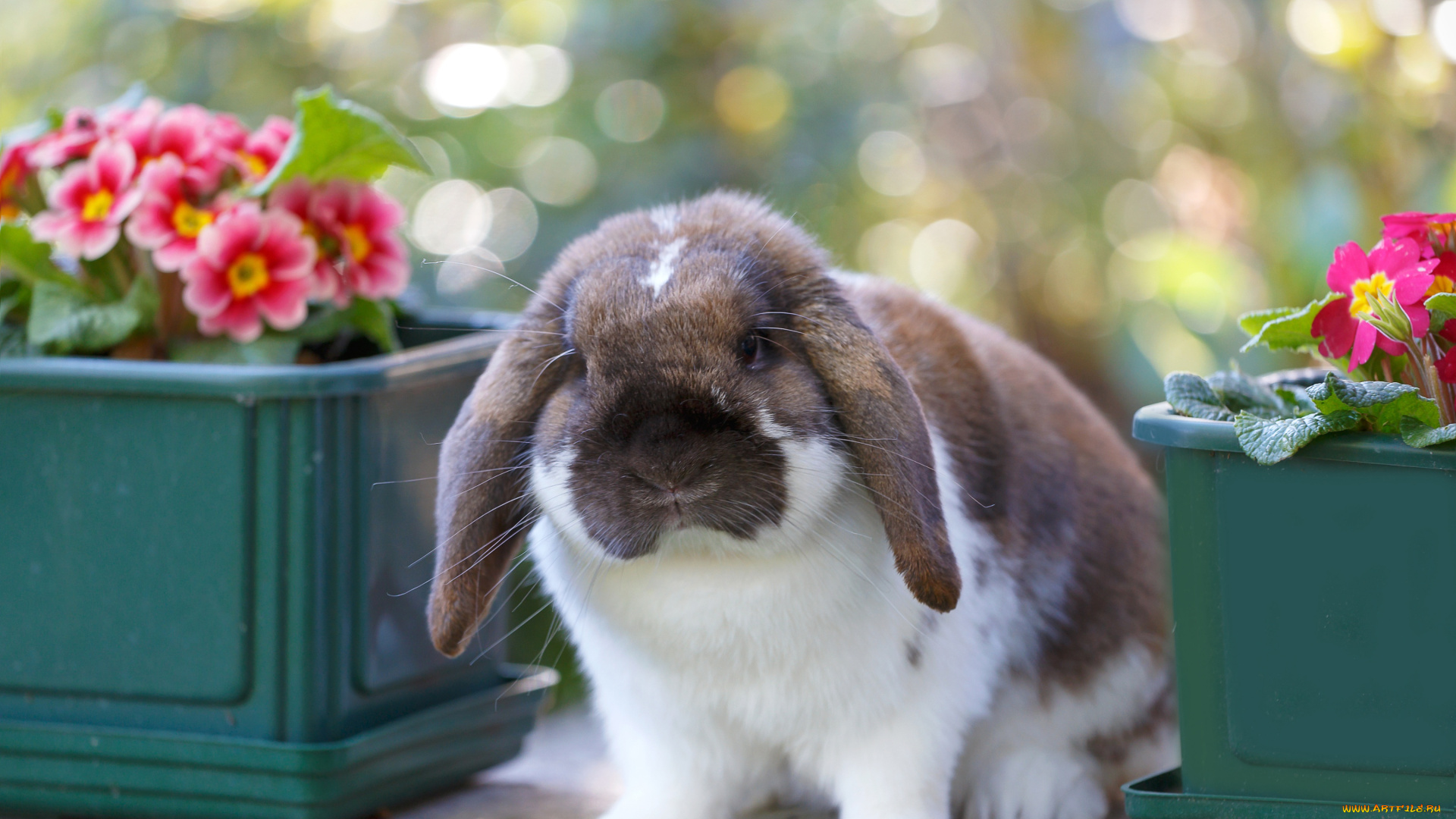 животные, кролики, , зайцы, кролик, цветы, примула