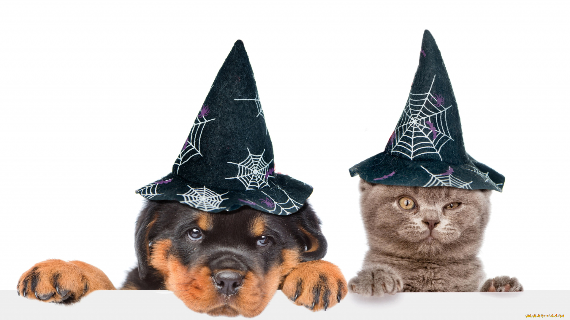 животные, разные, вместе, колпаки, кошка, собака, белый, фон, хеллоуин, шляпы