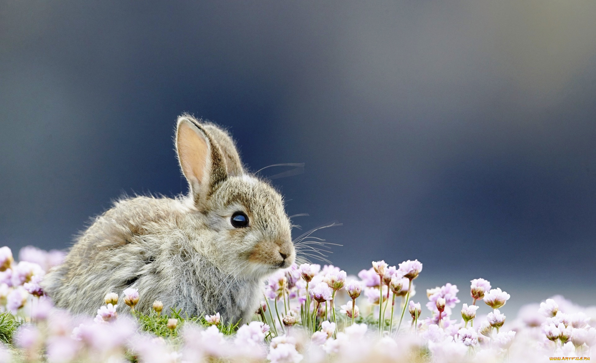 животные, кролики, , зайцы, кролик, серый, цветы, трава
