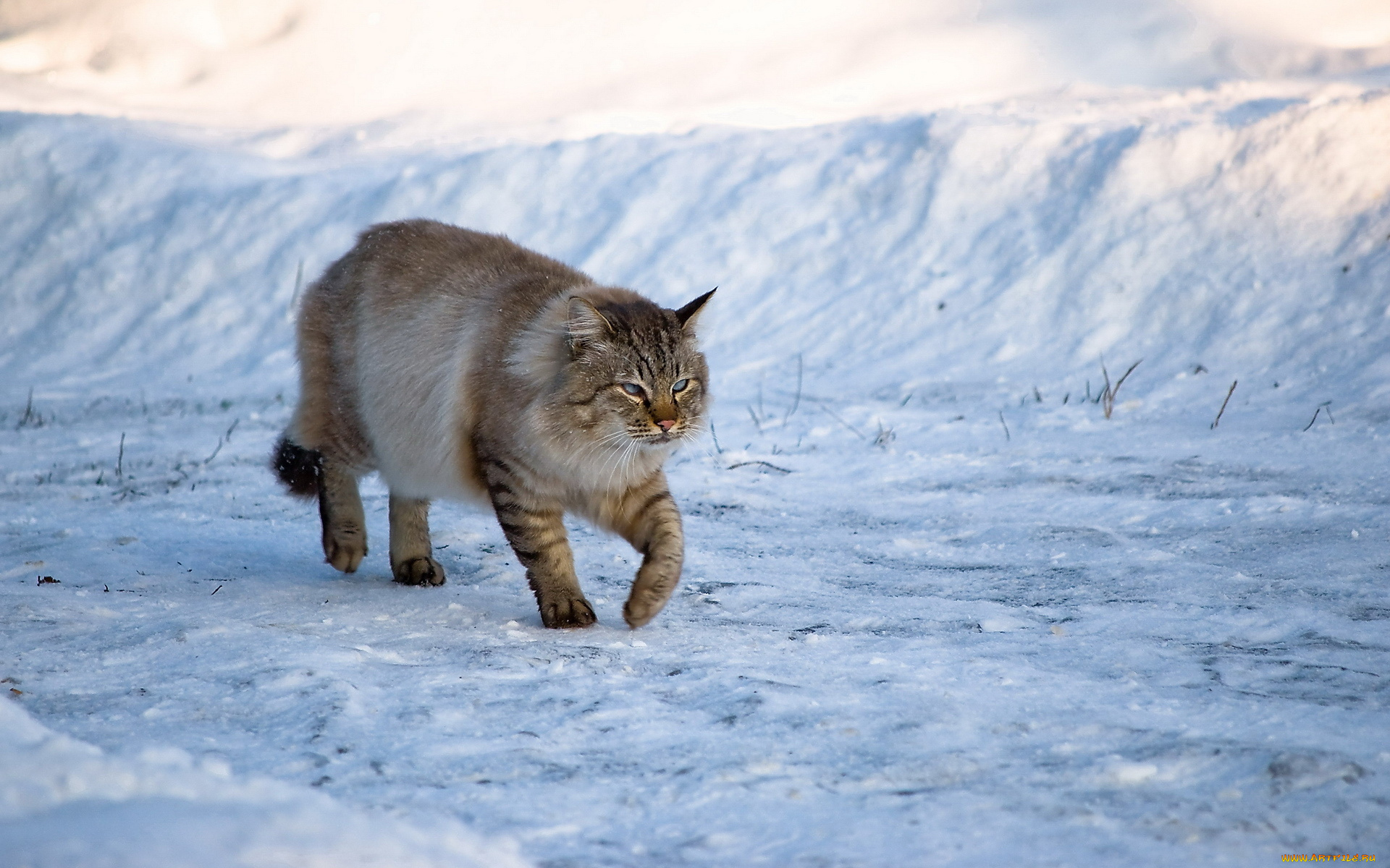 животные, коты, зима, кот, снег